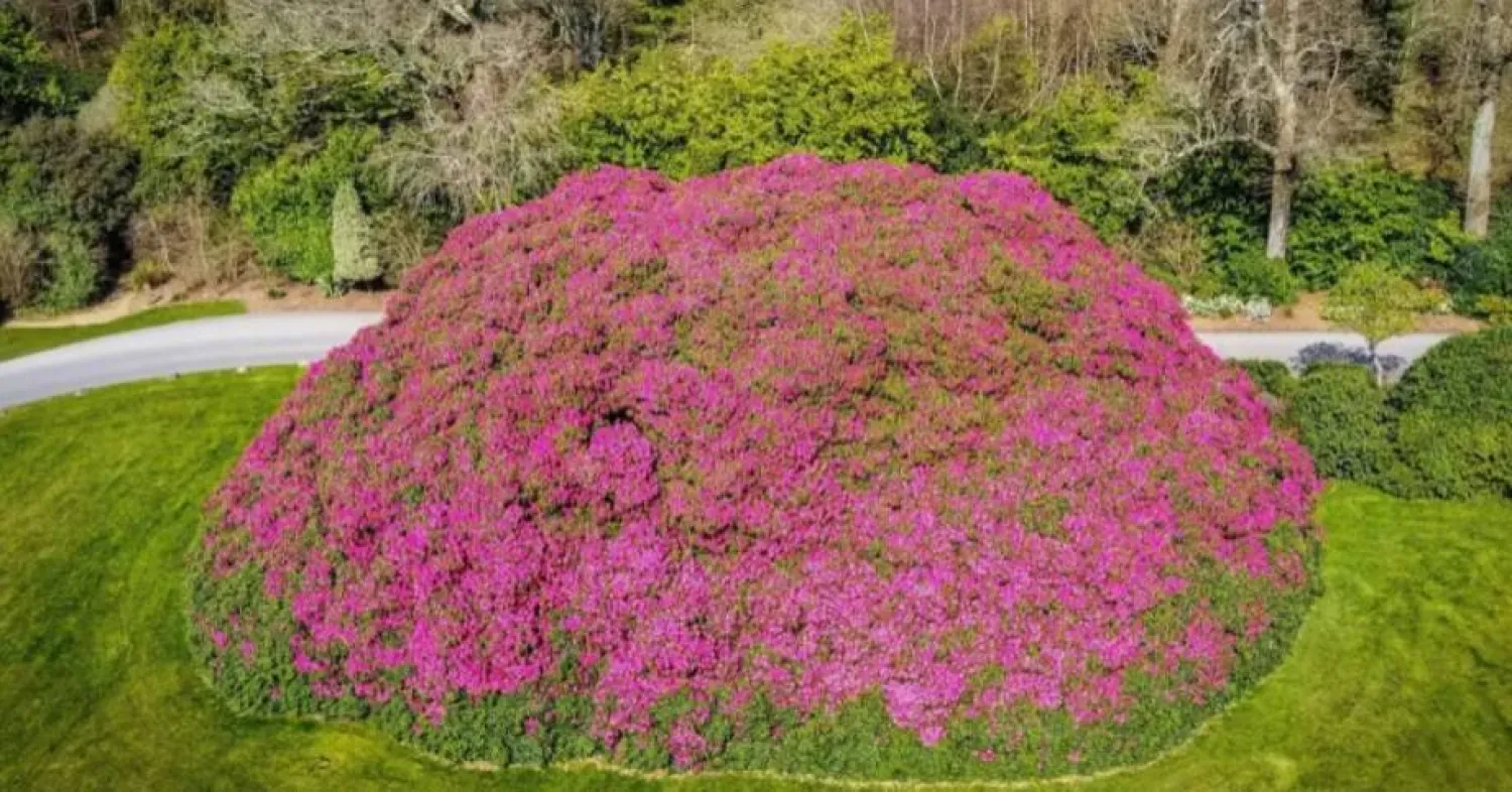 "Big Rhodey" was planted more than 120 years ago and is believed to be the biggest in the UK. Photo: BBC