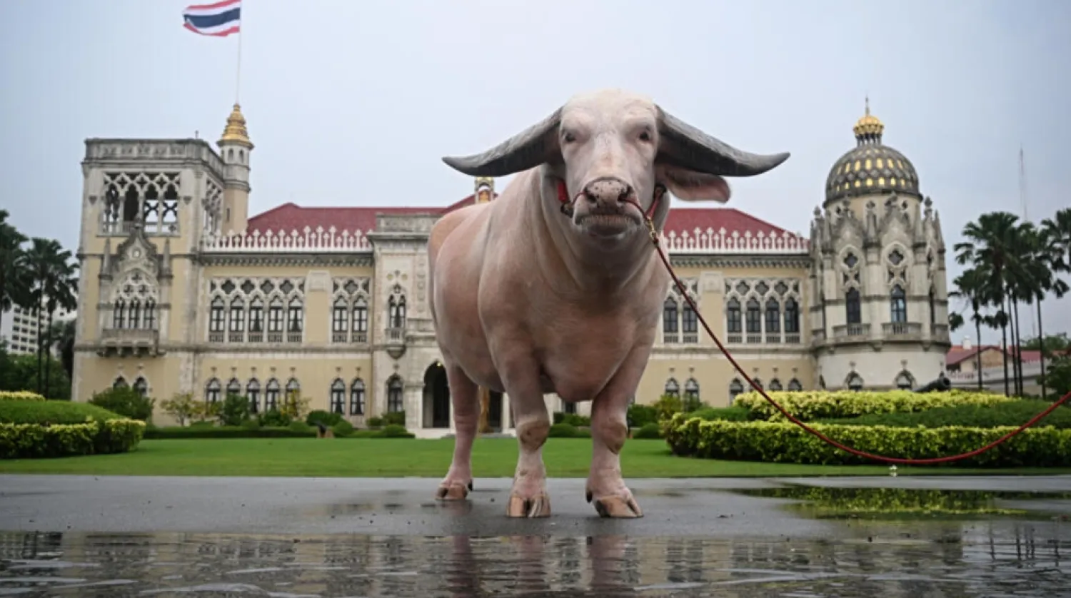 Bulky bovine Ko Muang Phet, who recently sold for about $500,000, was welcomed to Thailand's Government House © Lillian SUWANRUMPHA / AFP
