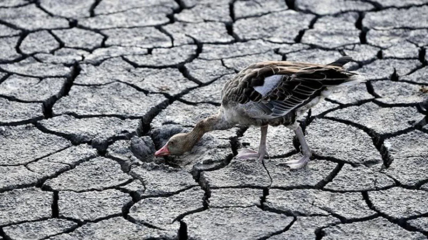 إوزة تبحث عن الماء في قاع بحيرة فيلينس الجافة في المجر (أ.ب)