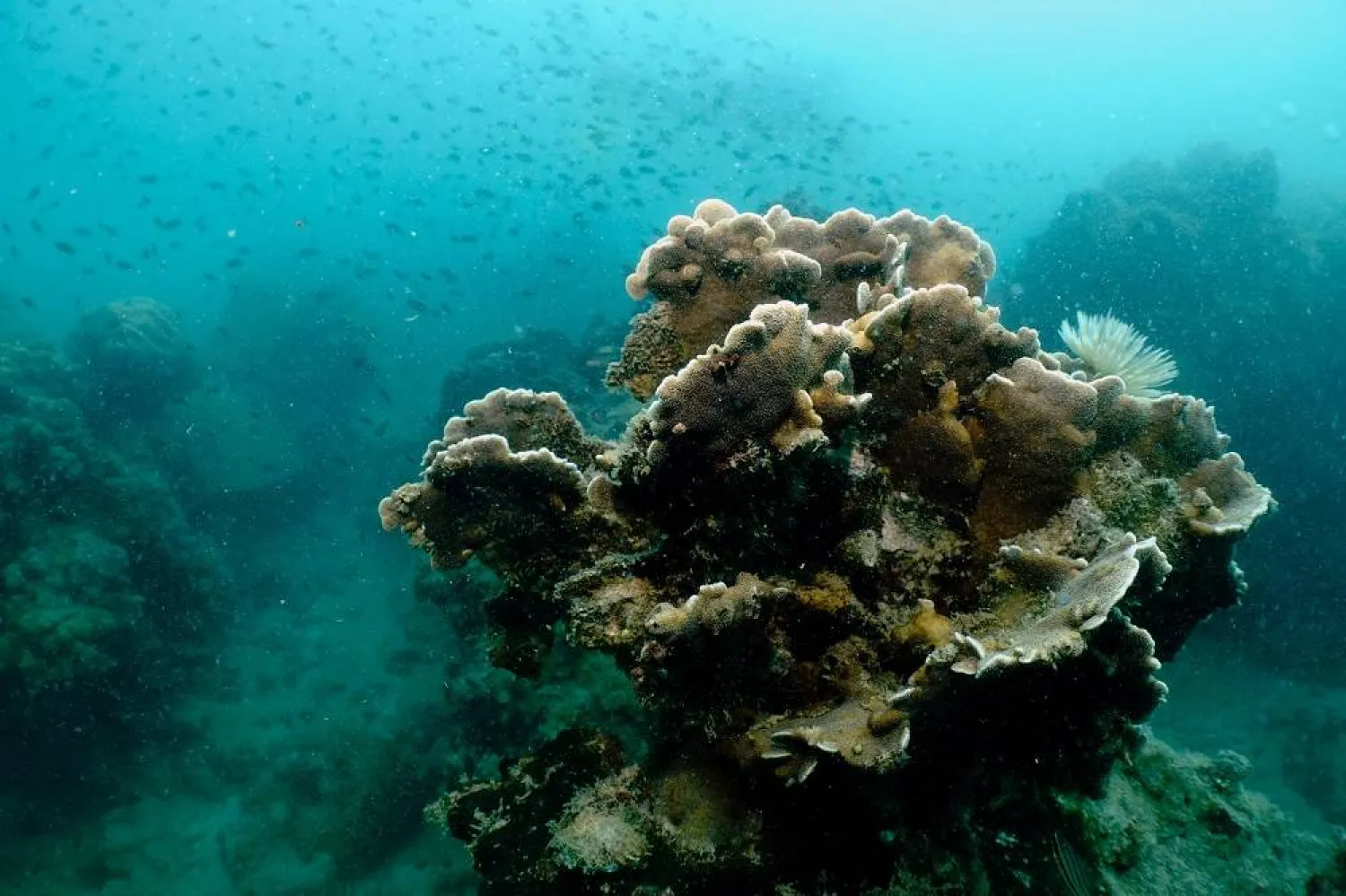 A school of fish passes a coral reef in the waters off the coast of southeastern Rayong province, Thailand, February 28, 2024. (Reuters)