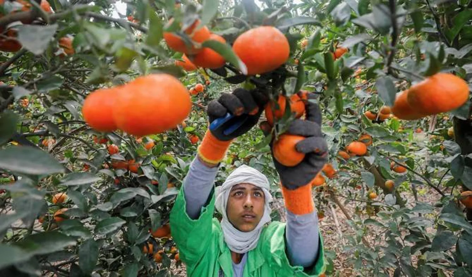 خبراء: البرتقال يخفض الوزن ويبطئ الشيخوخة !