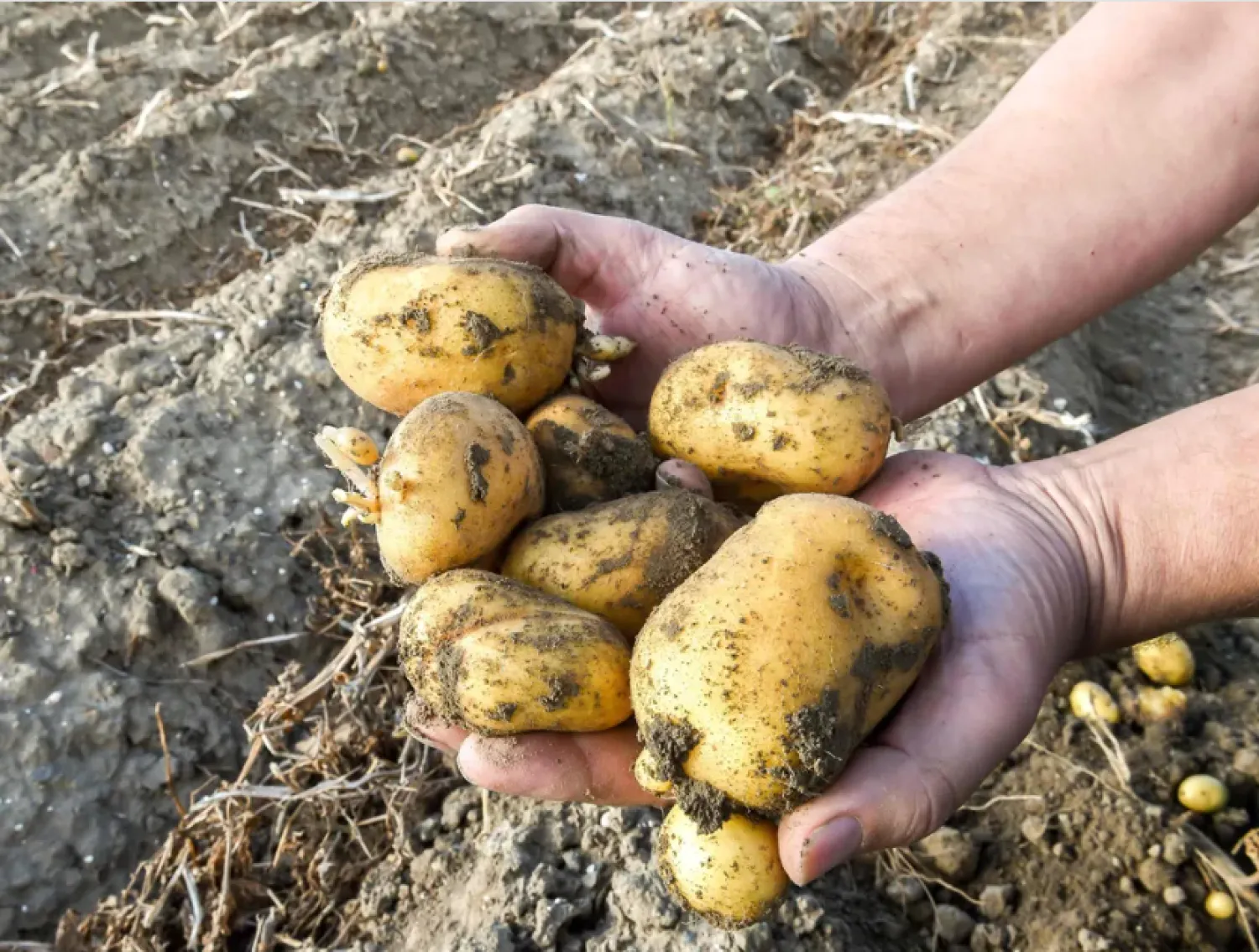 البطاطا تُشعل الجدل (أ.ف.ب)