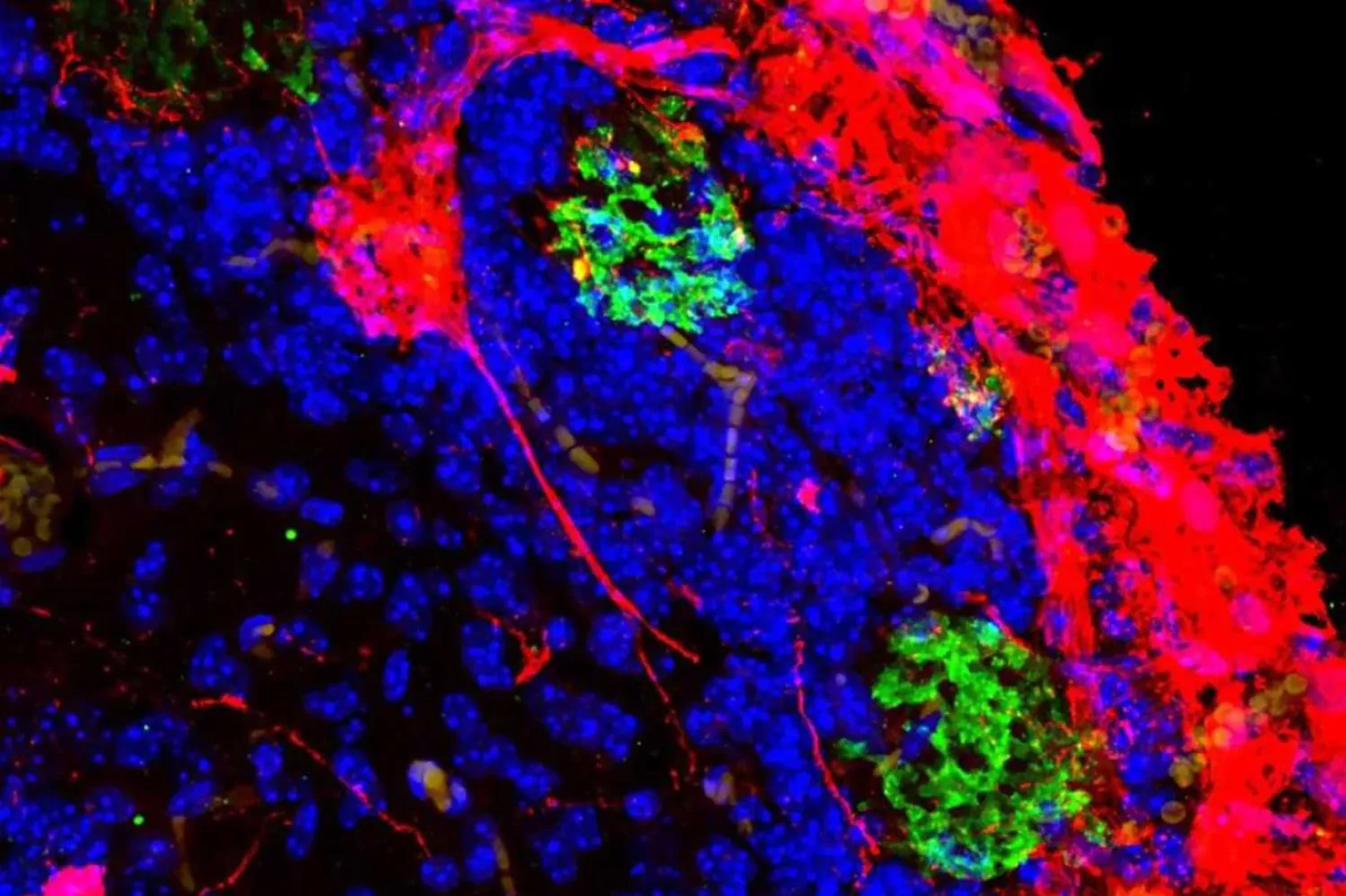 Farenin beynindeki sıçan hücreleri (kırmızılar) hayvanın koku almasını sağladı (Ben Throesch)