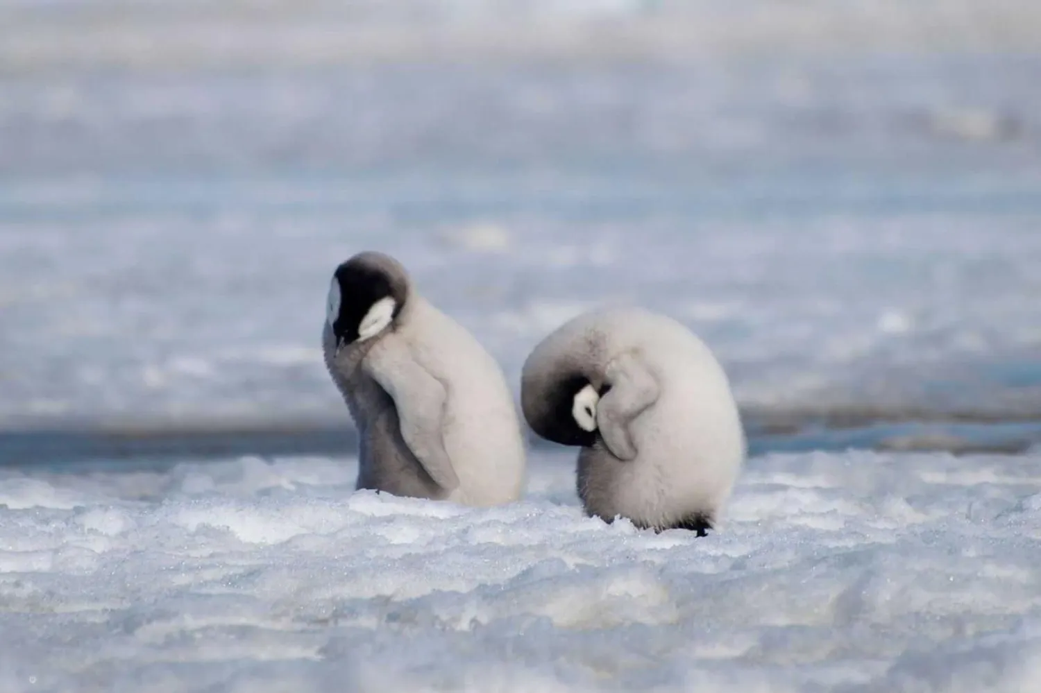 Penguen ve fokların en yoğun üreme mevsimine denk gelen yaz başında ozon deliğinin büyüklüğü endişe yaratıyor (AP)