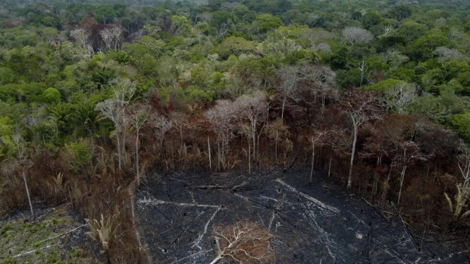 The world lost 10 football fields of old-growth tropical forest every minute in 2023, according to new data by the World Resources Institute and the University of Maryland. Michael Dantas / AFP