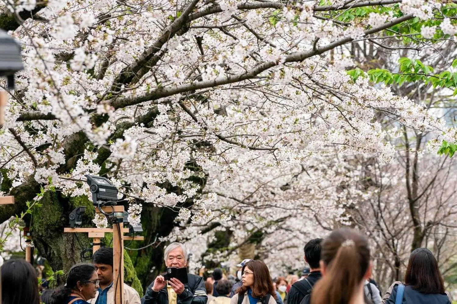 People visit to cherry blossom viewing at Chidorigafuchi, one of the moats around the Imperial Palace in Tokyo on April 4, 2024. (AFP)