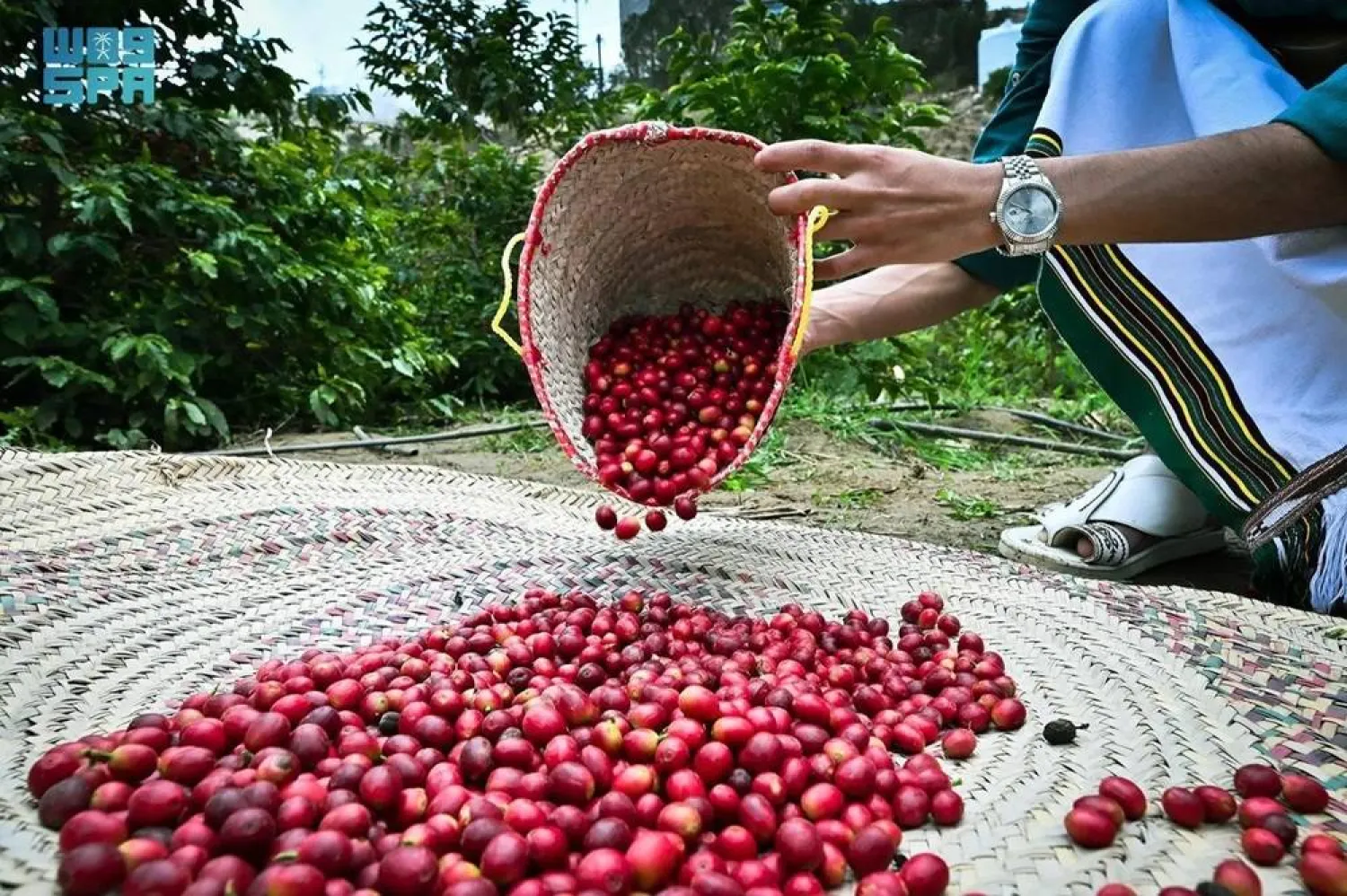 Reef Saudi aims to integrate coffee production into the overall agricultural landscape, transforming it into a cash crop that diversifies the agricultural base. (SPA)