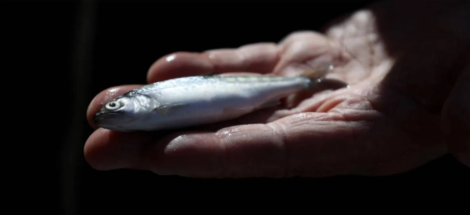 Chinook salmon are threatened by the decades-long drought gripping the American West. AFP
