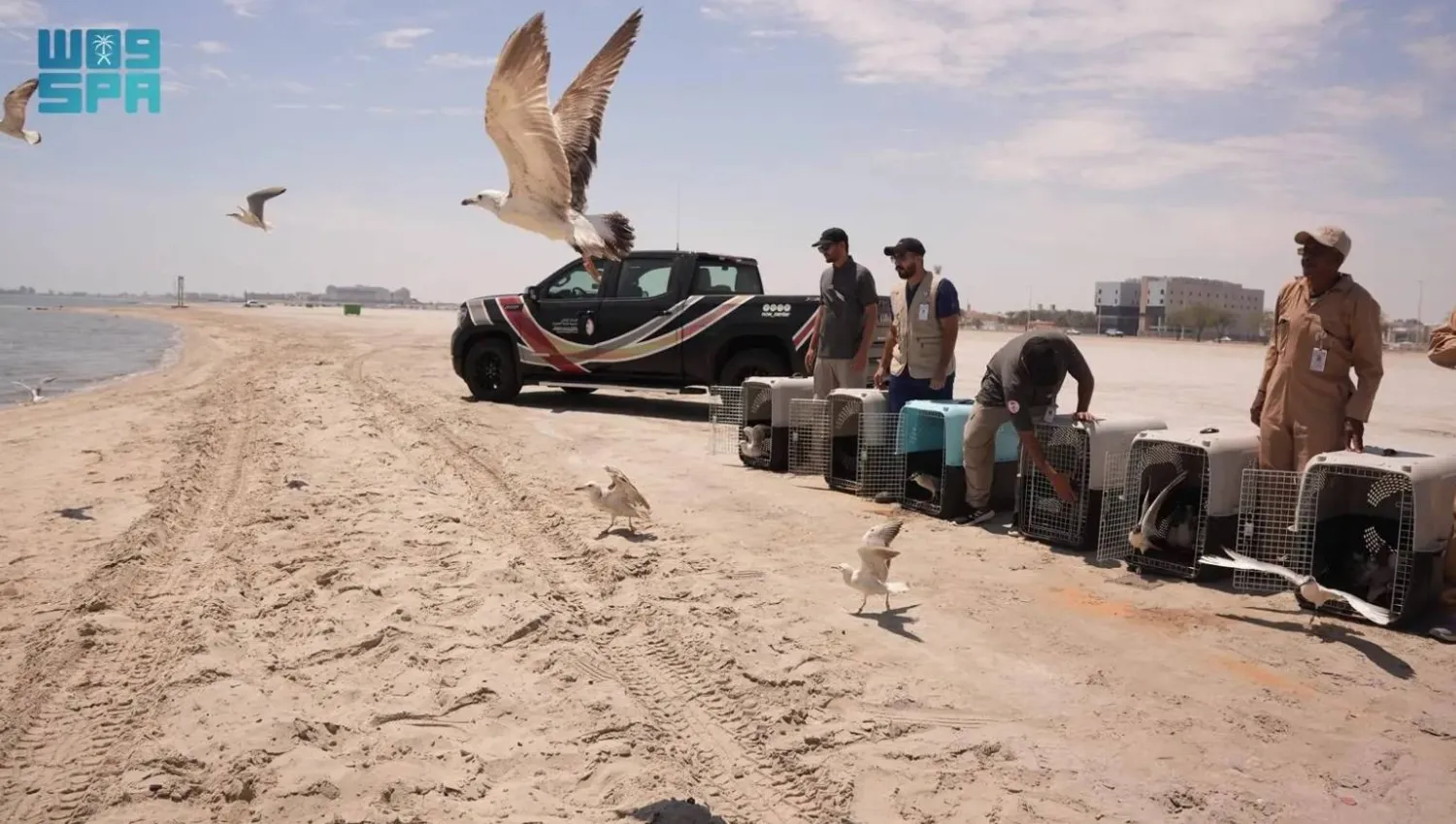 NCW has released 60 seabirds at Al Aziziyah Beach in Saudi Arabia’s Eastern Province. SPA