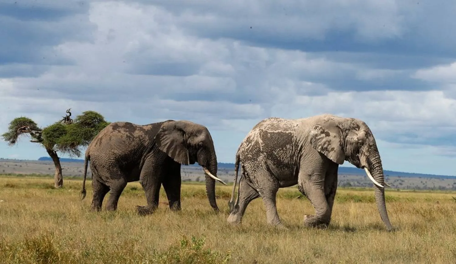  Elephants walk at the Amboseli National Park in Kajiado County, Kenya, April 4, 2024. (Reuters)