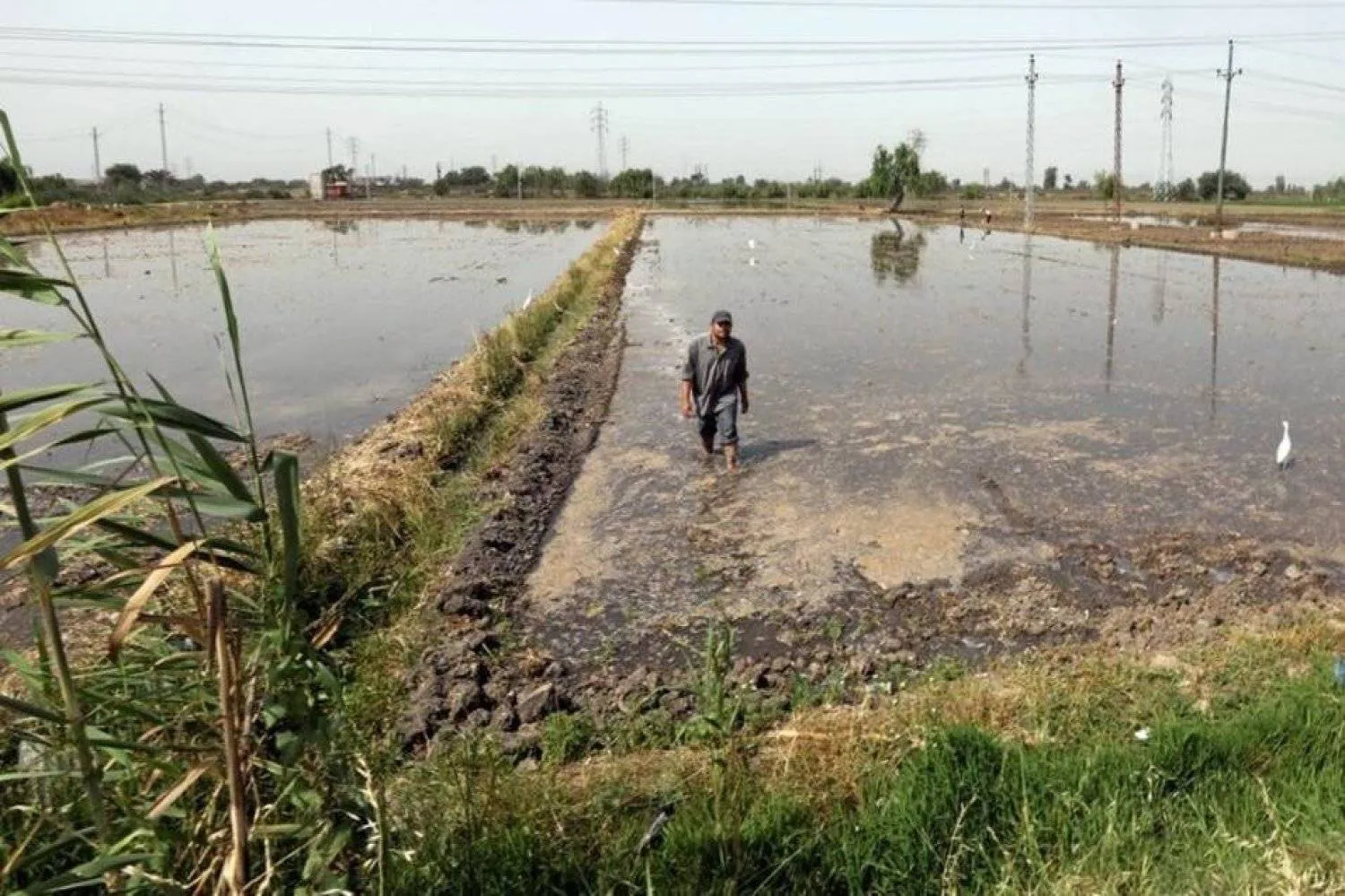 Farmers in a rice field in the Egyptian Beheira Governorate (Reuters)