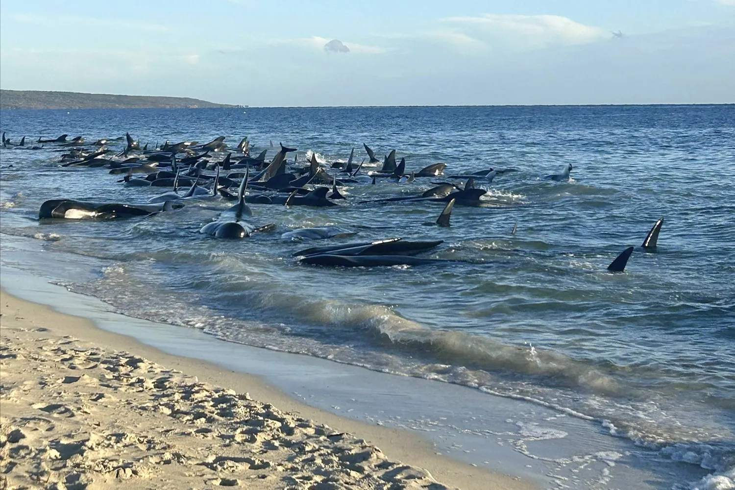 This image supplied by Department of Biodiversity, Conservation and Attractions, shows a pod of pilot whales stranded on a beach at Toby's Inlet in Western Australia, Thursday, April 25, 2024. (Department of Biodiversity, Conservation and Attractions via AP)