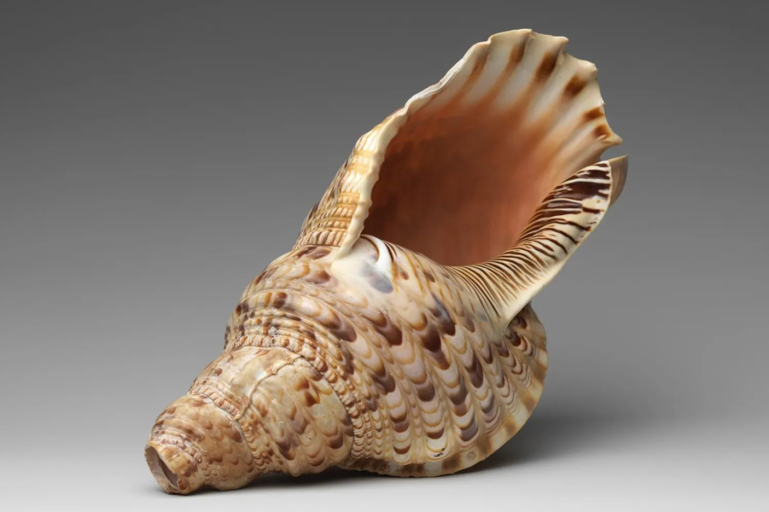 Topluluk liderlerinin boru olarak kullandığı deniz kabuklarıyla çok kuvvetli sesler çıkardığı düşünülüyor (Temsili/Metropolitan Sanat Müzesi)