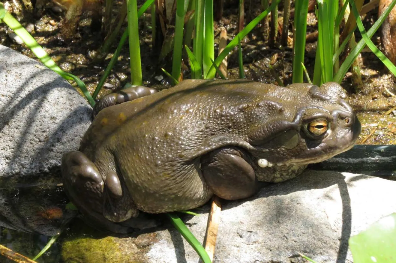 Sonoran Çölü kurbağası diye de bilinen Colorado Nehri kurbağasının ürettiği psikedelik maddenin insan beyninde nasıl bir etki yarattığı henüz tam olarak anlaşılmadı (Kevin W. Smith/Maricopa County Park ve Bahçeler Müdürlüğü)