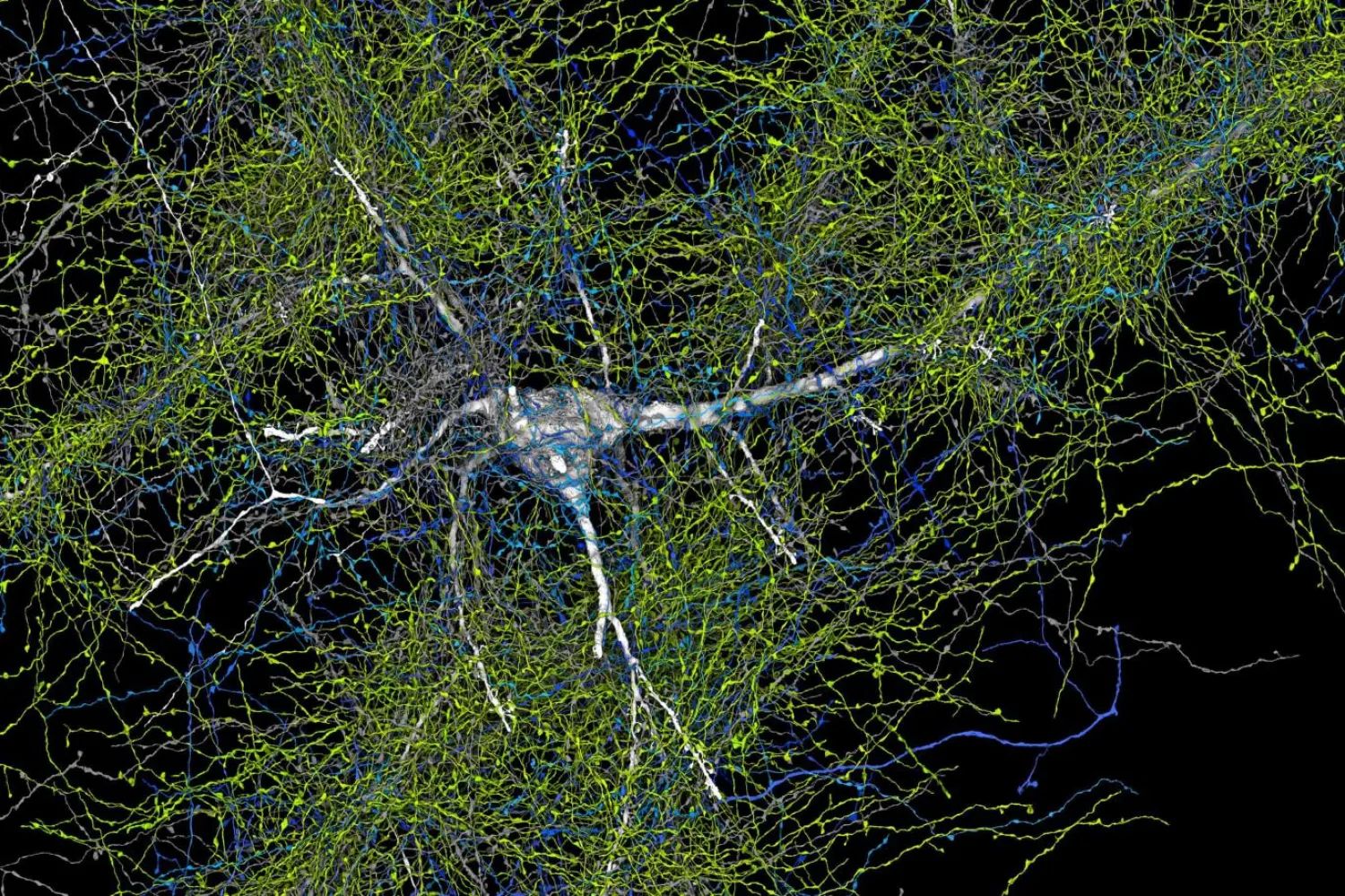 Makine öğrenimi algoritması, beyindeki hücrelerin gittiği yolları ortaya çıkardı (Google Research/Harvard Üniversitesi)