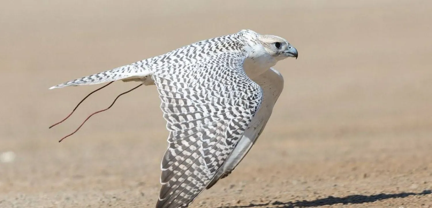 يشهد ملتقى الصقارين عقد ثلاث ورشات عمل (نادي الصقور السعودي)