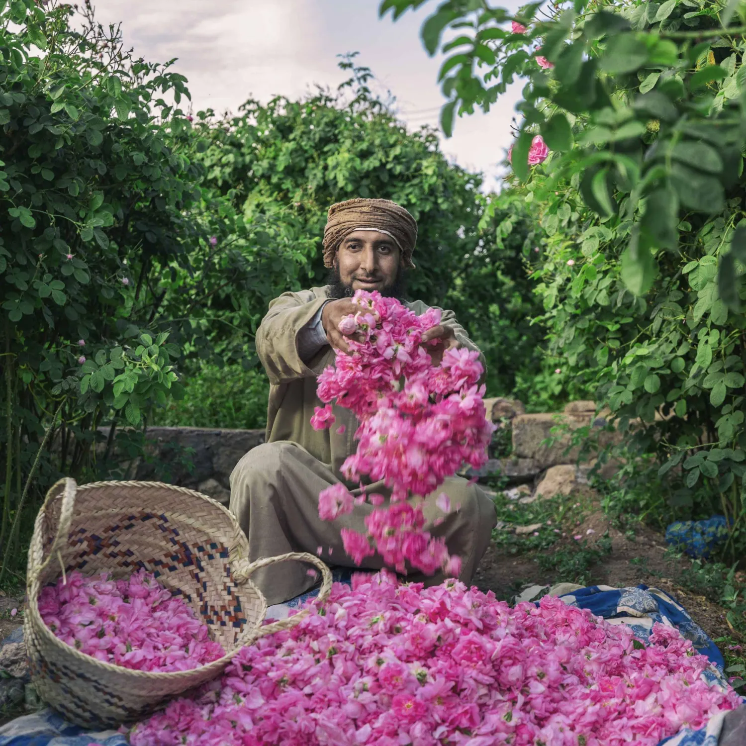 ورد يساوي وزنه ذهبا... تدر زراعة وتقطير الورد، على 18 عائلة مزارعة في الجبل الأخضر، مبلغاً يزيد على مليون دولار أميركي كل عام. (تصوير: خلفان الصلهمي)