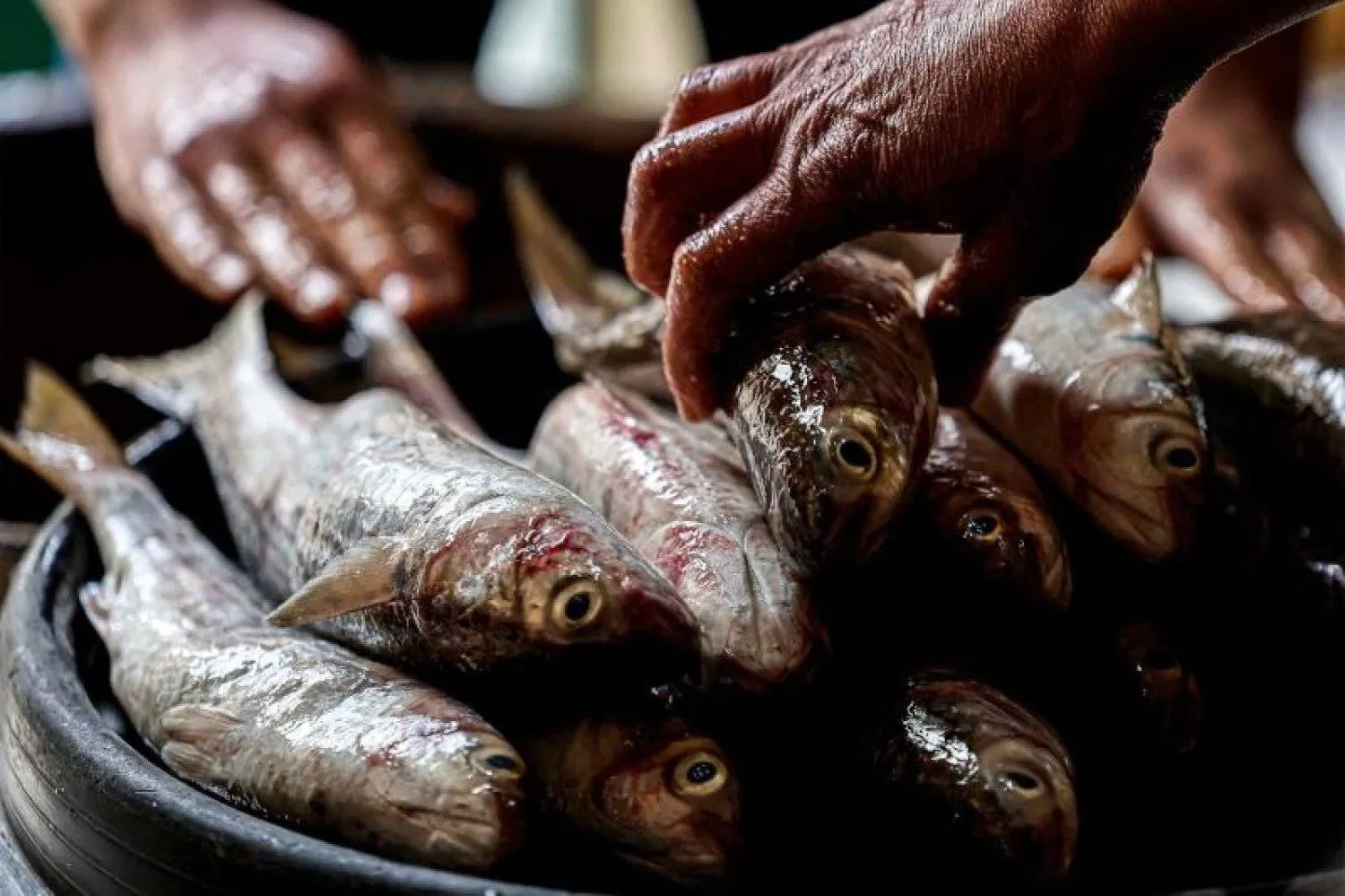 الفسيخ يعود تاريخه إلى زمن المصريين القدماء (أ.ف.ب)