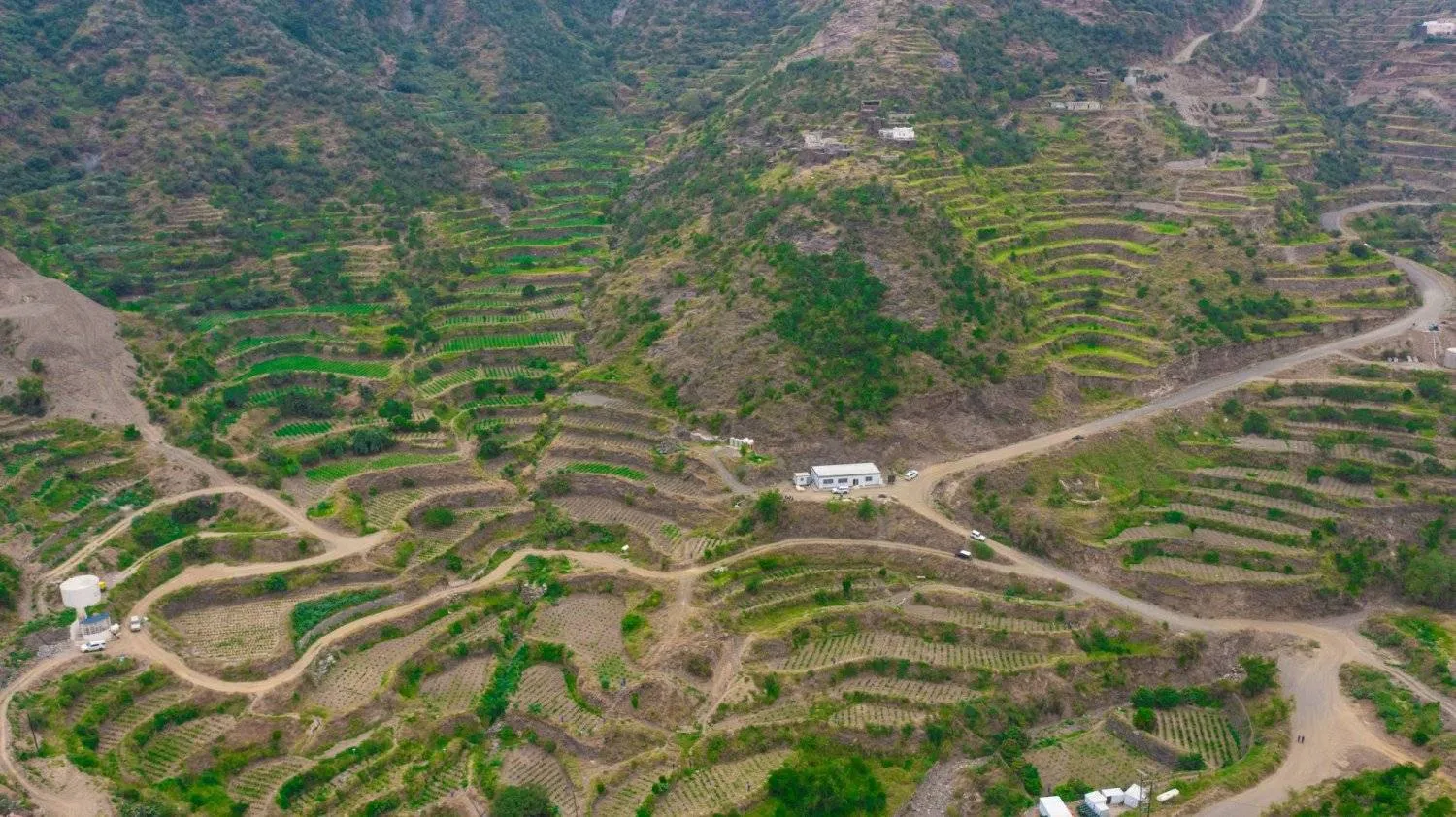 The Jazan region is known for the Saudi coffee plant. (Asharq Al-Awsat) 