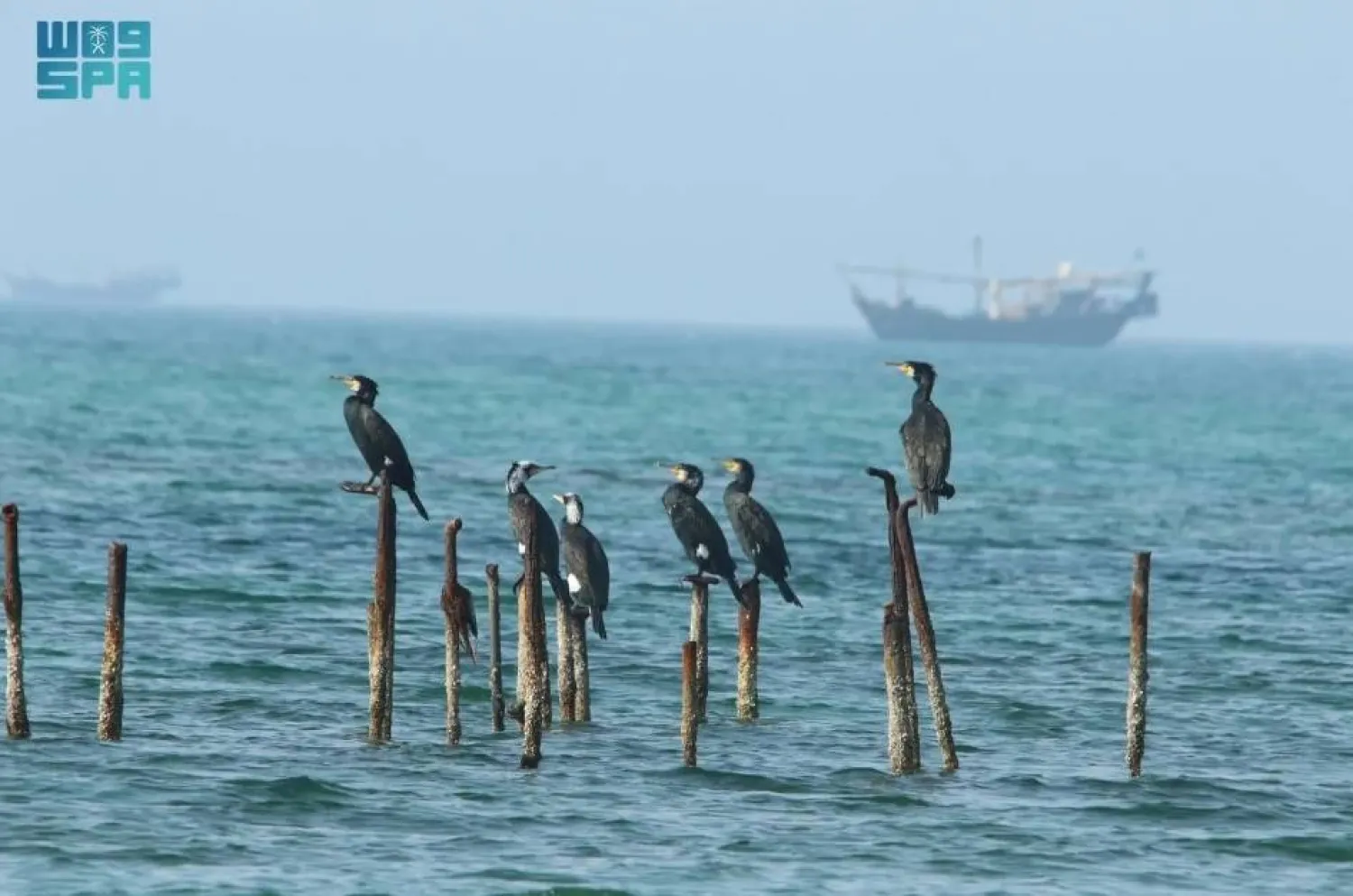 The vast Saudi waters in the Arabian Gulf, spanning over 27,000 square kilometers, are a haven for a diverse array of marine life. SPA