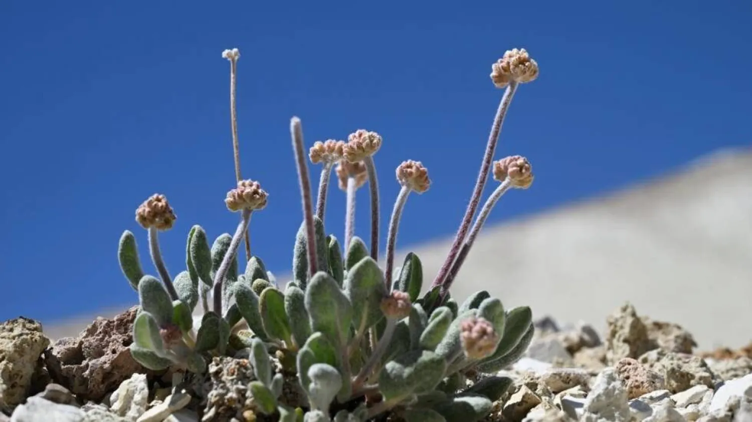 A Tiehm's buckwheat plant starts to bud in its native habitat in the Silver Peak Range in Esmeralda County, Nevada beside Rhyolite Ridge, the site of a proposed lithium mine. Robyn Beck / AFP