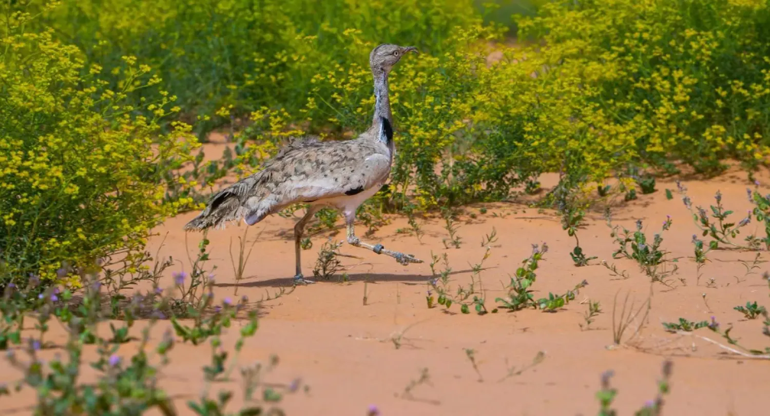The Saudi Green Initiative is a driving force behind achieving global climate goals and reaching carbon neutrality by 2060 - SPA