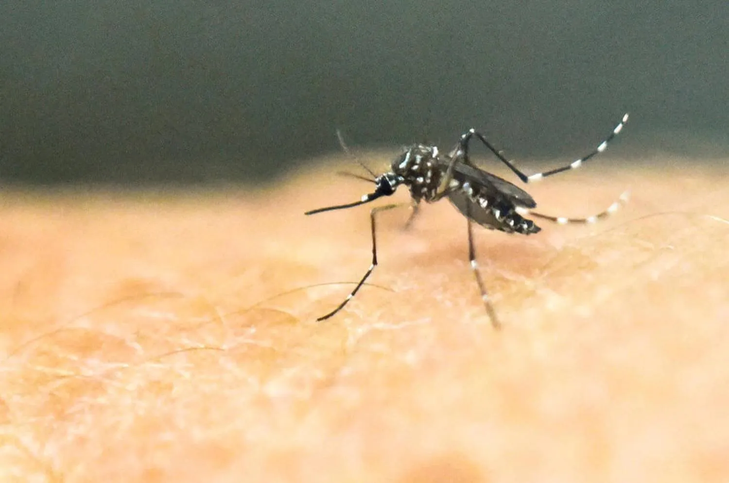 Mosquito season is starting to rev up across much of the United States ( AFP File Photo)