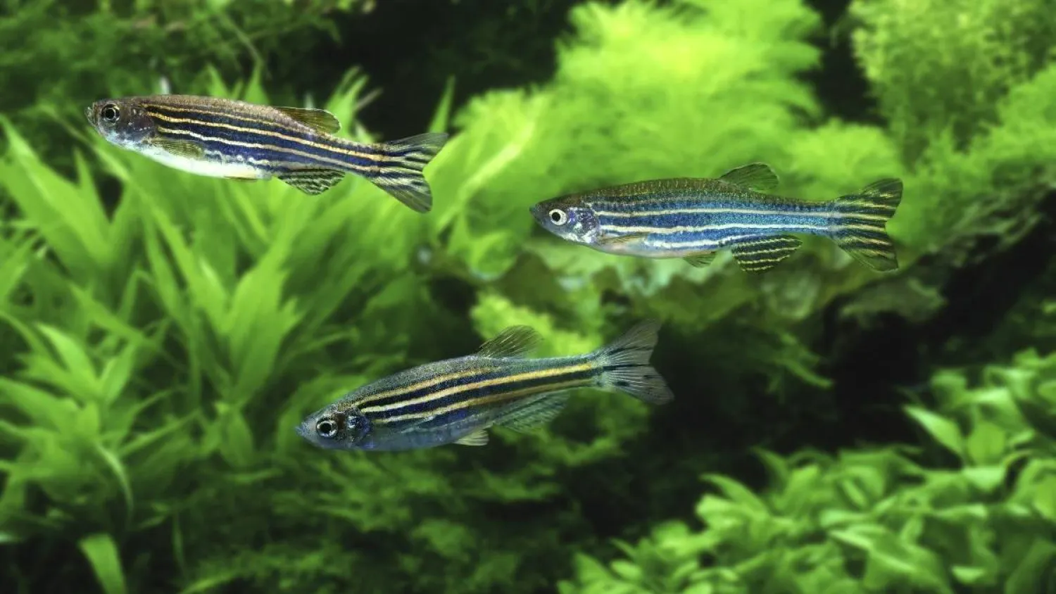 أسماك الزرد أو «الأسماك المخططة» التي أرسلت بكين نظيراتها إلى الفضاء لاختبار كيفية تعاملها مع قوى الجاذبية الضعيفة