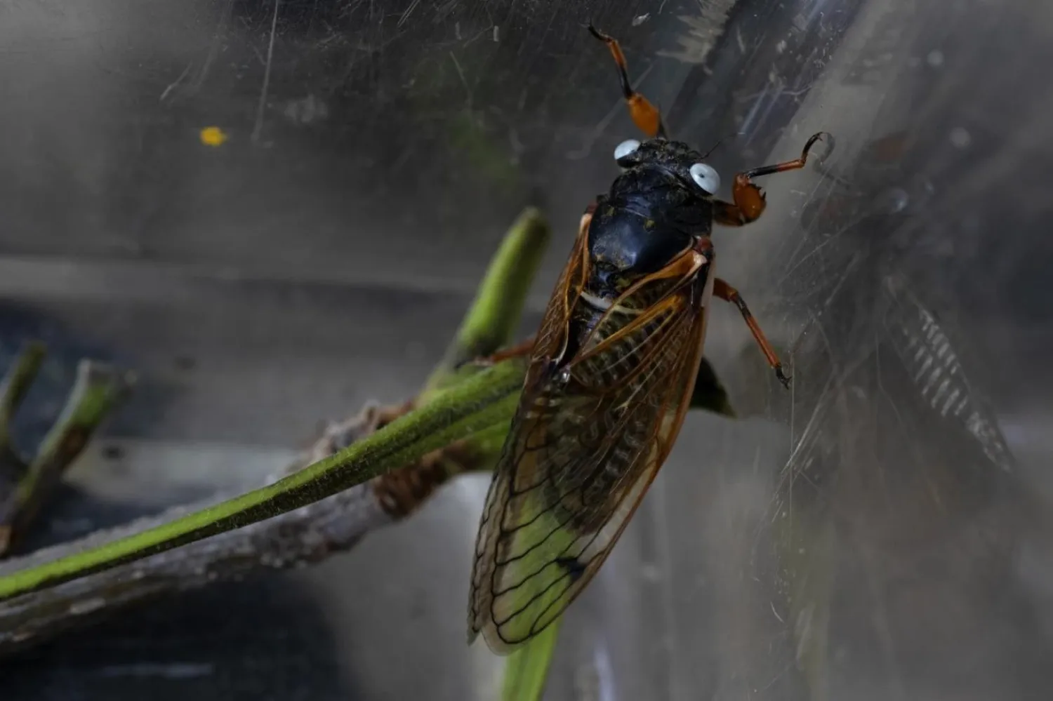 Mavi gözlü ağustosböceğinin bilimsel literatürdeki ismi magicicada cassini (AP)