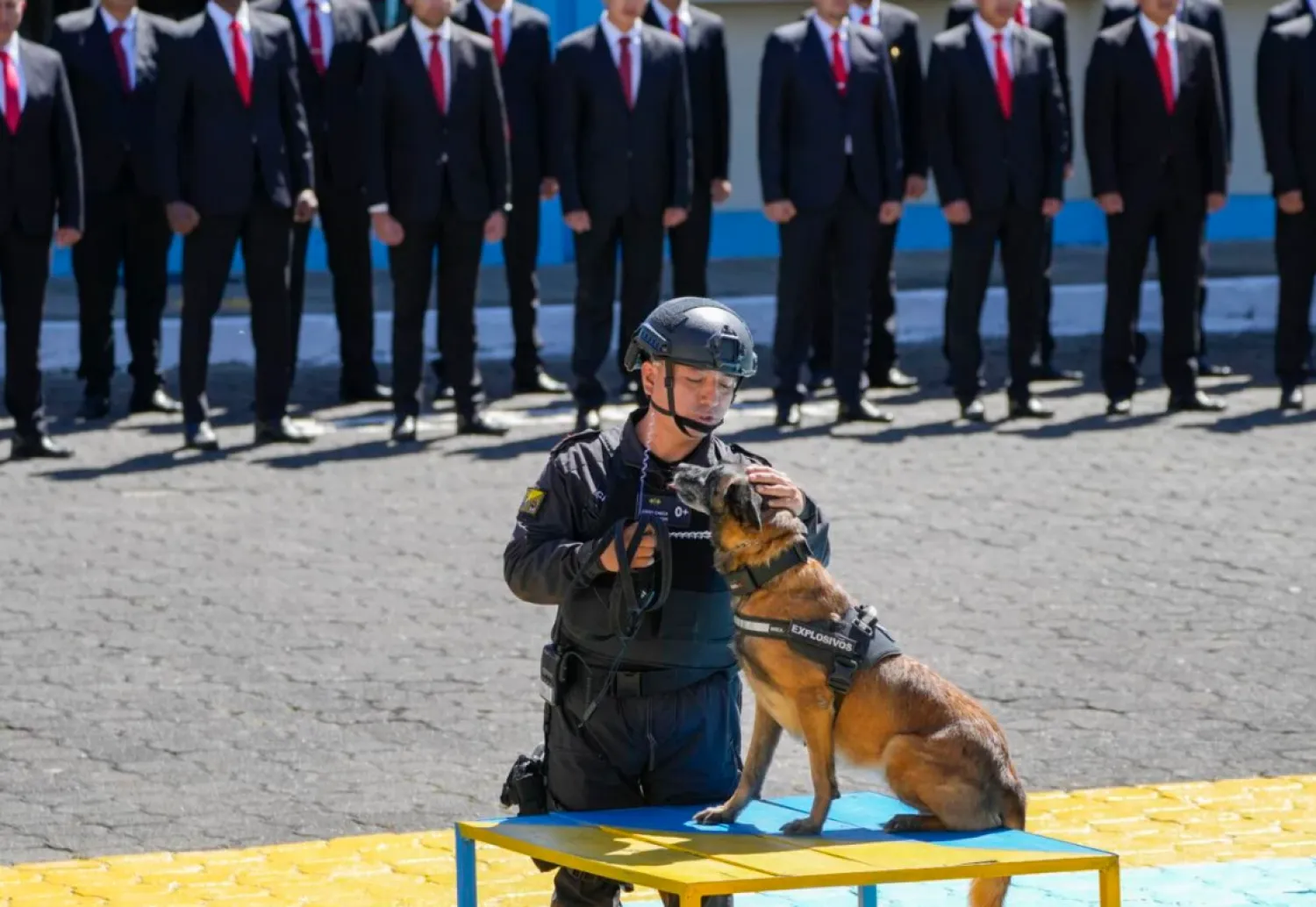 Uniformed men stood in formation as the canines received their medals (The AP)