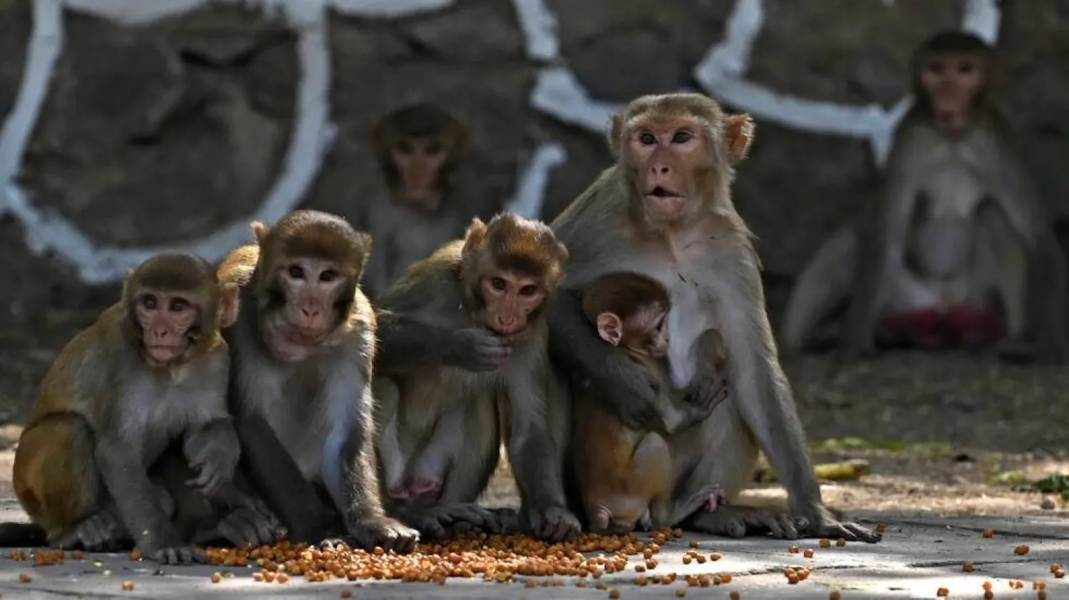 Swaths of northern India are gripped by a heatwave, hitting humans as well as wildife including monkeys. Here, monkeys sit on a roadside in India's capital New Delhi in 2023. Arun SANKAR / AFP

