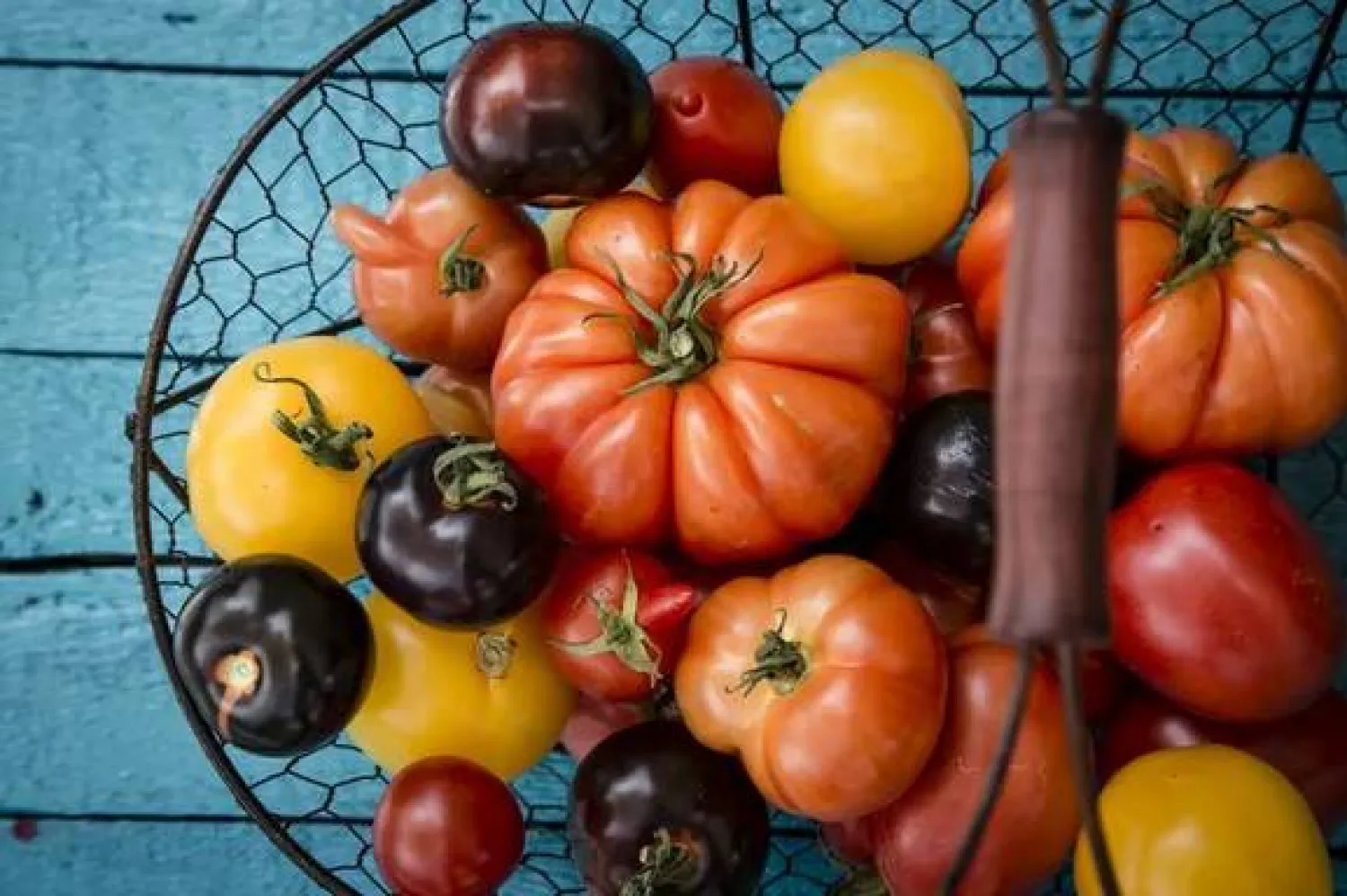 ألوان عديدة للطماطم.. تعرّف على خصائصها وفوائدها الكبيرة