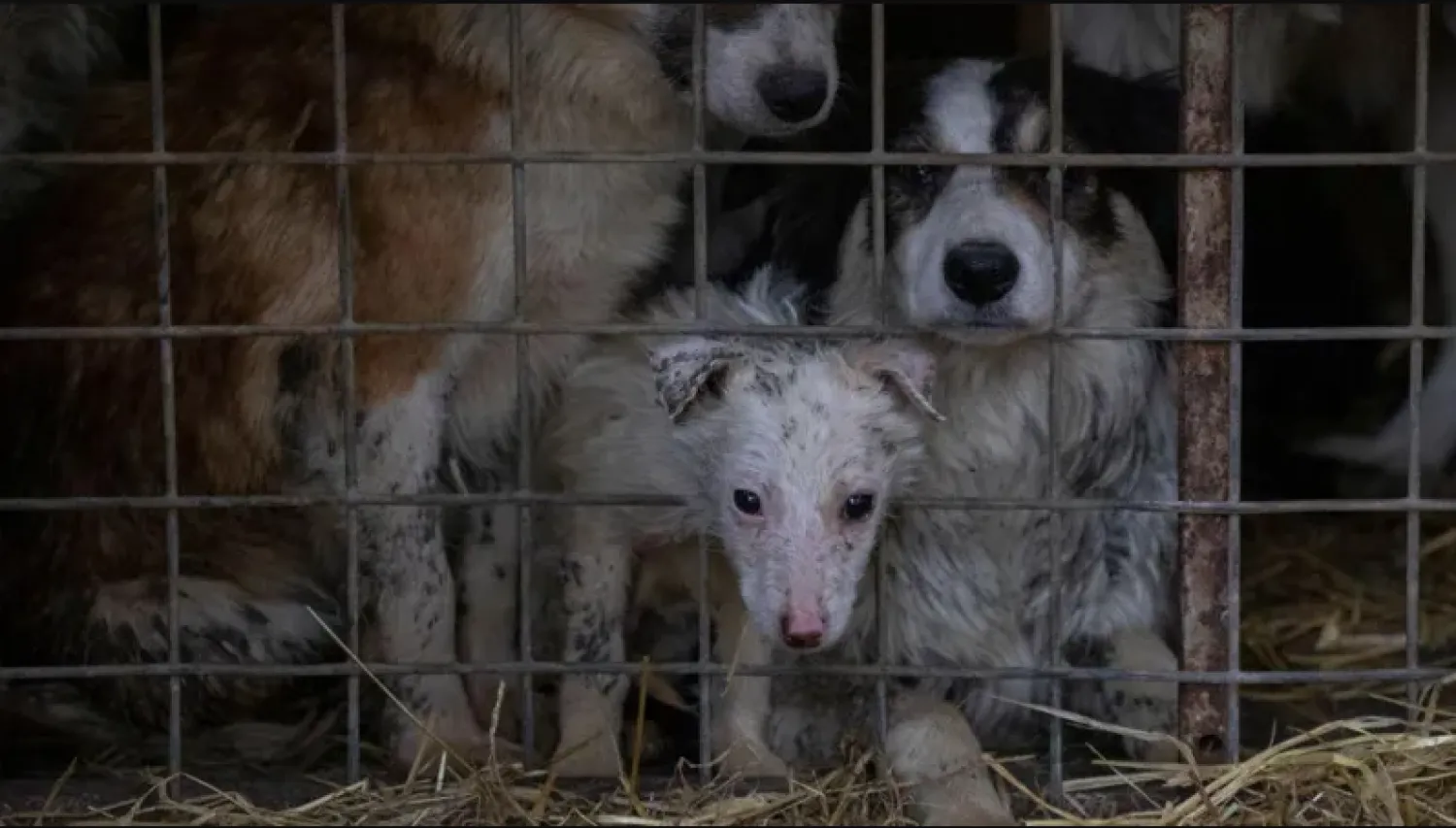Most of the dogs were kept in crates and cages in a remote Devon field, the court heard - RSPCA