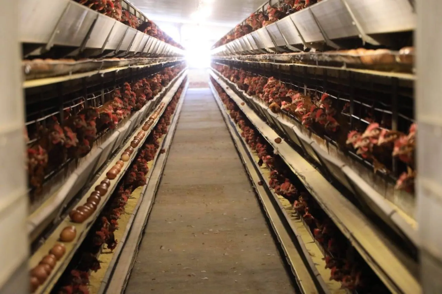 ارتفاع أسعار الدواجن شغلت المصريين خلال الساعات الماضية (المتحدث الرسمي لوزارة الزراعة واستصلاح الأراضي - فيسبوك)