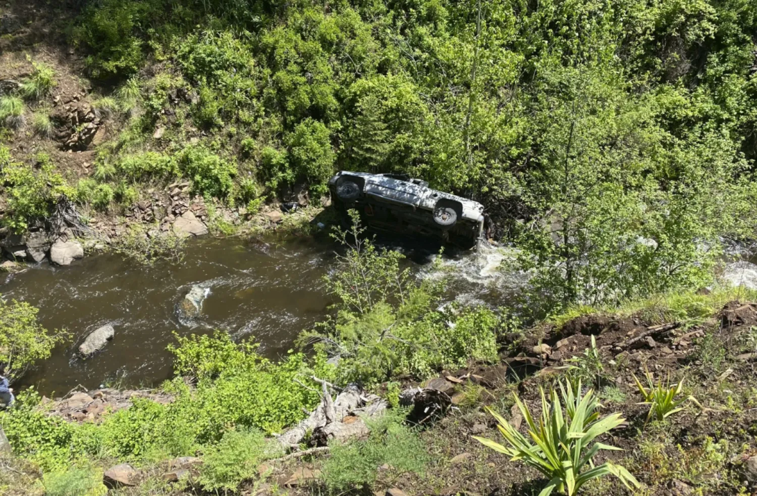 A Dog Helped His Owner Get Rescued after Car Crash in Remote, Steep Ravine