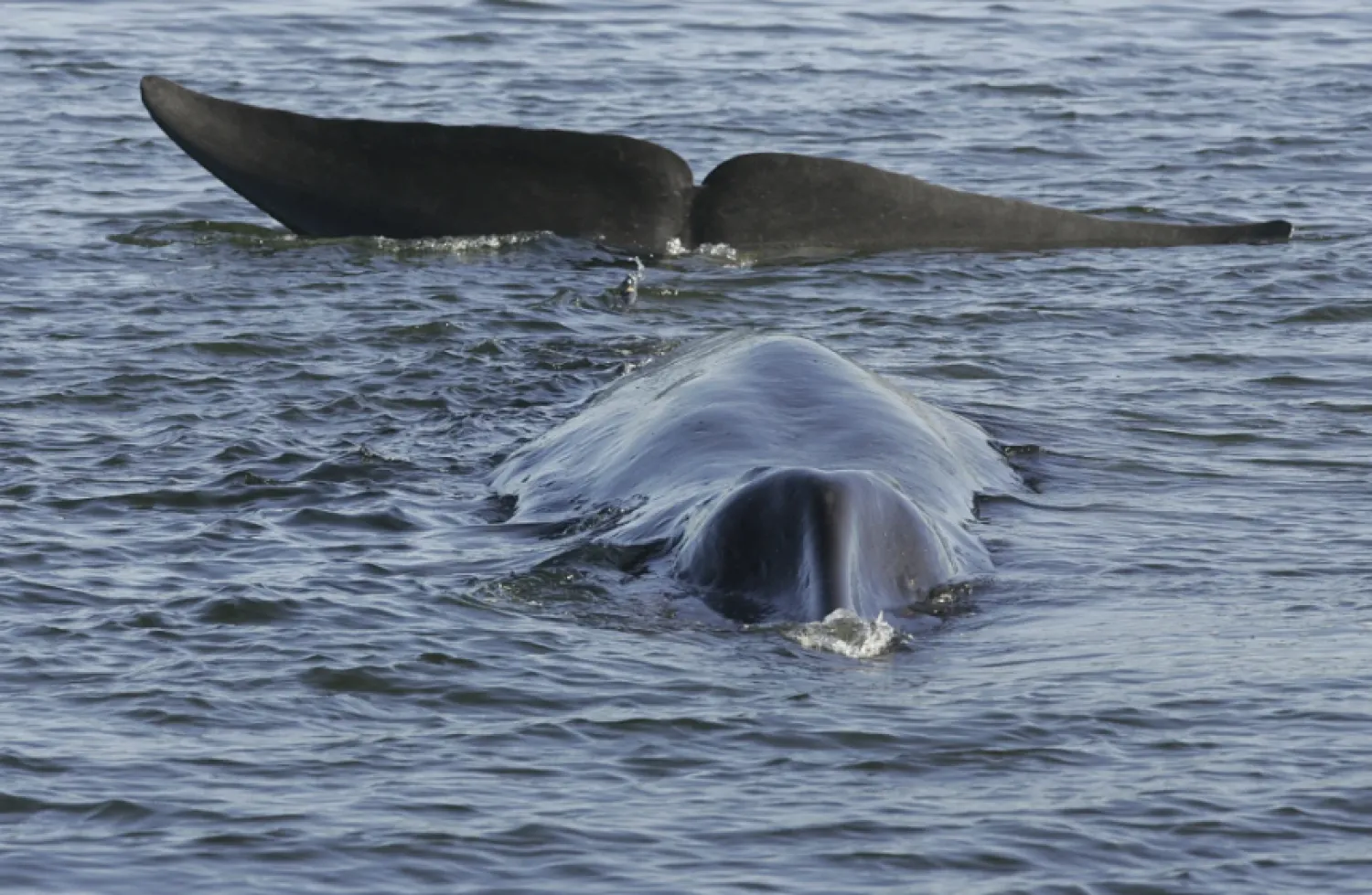 Animal rights groups say that while the number is significantly lower than in previous years, the decision to allow the practice to continue is inhumane and disappointing - The AP