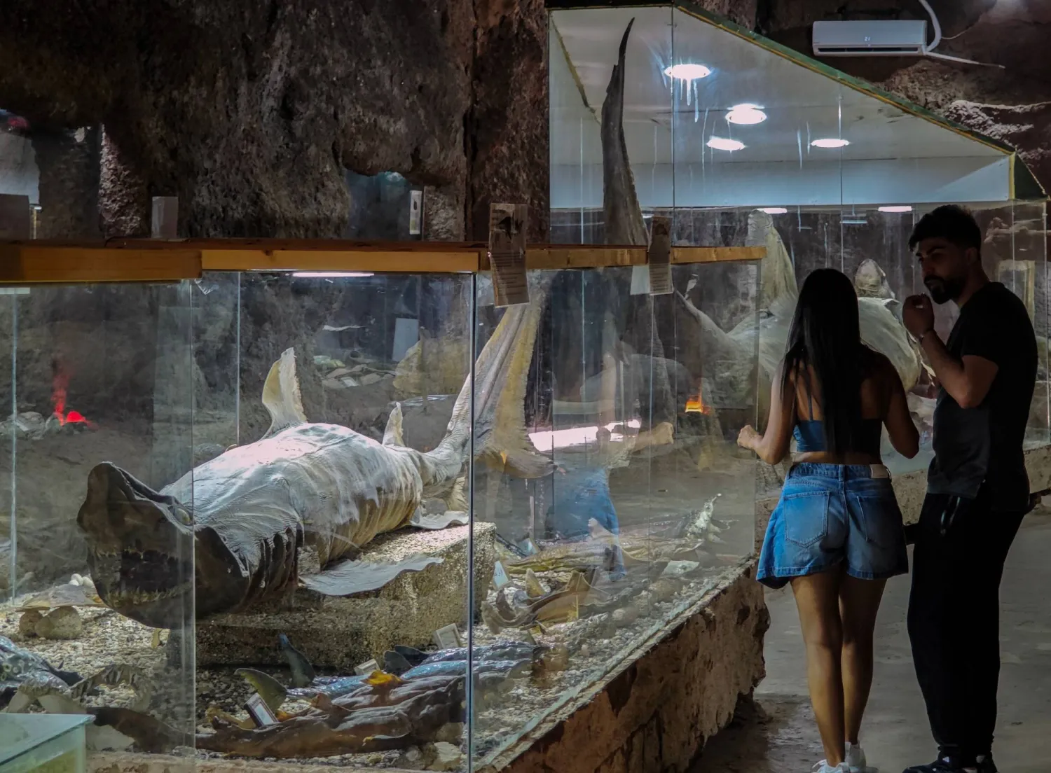 زائران يعاينان سمكة قر ش عملاقة محنطة في المتحف اللبناني للحياة البحرية والبرية بمنطقة جعيتا شمال شرق بيروت، حيث يضم أكثر من 2000 نوع من الحيوانات المحنطة إضافة إلى أصداف وأحجار نادرة (وكالة أنباء العالم العربي)