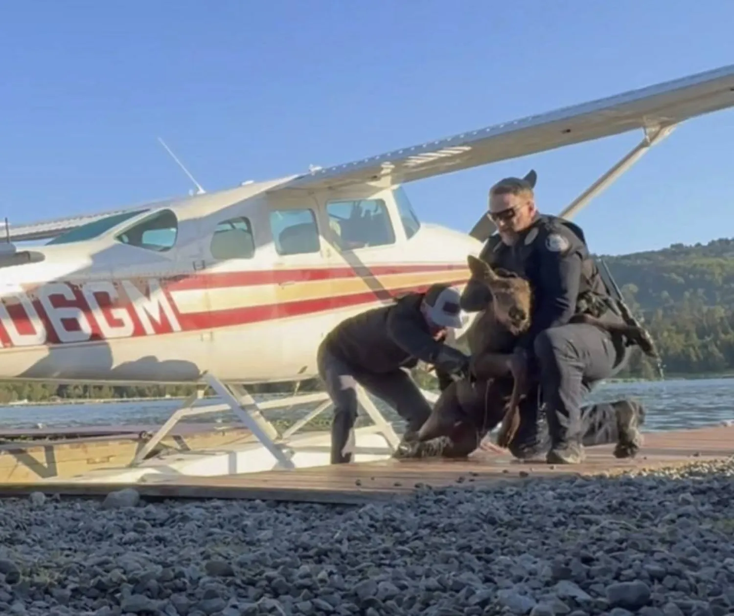 In this image taken from video provided by Spencer Warren, who works for a wilderness guiding service, he arrived about 6:30 a.m. Friday, June 14, 2024, to prepare the floatplane for a client’s trip when he discovered the calf trapped in Beluga Lake in Homer, Alaska. (Spencer Warren via AP)