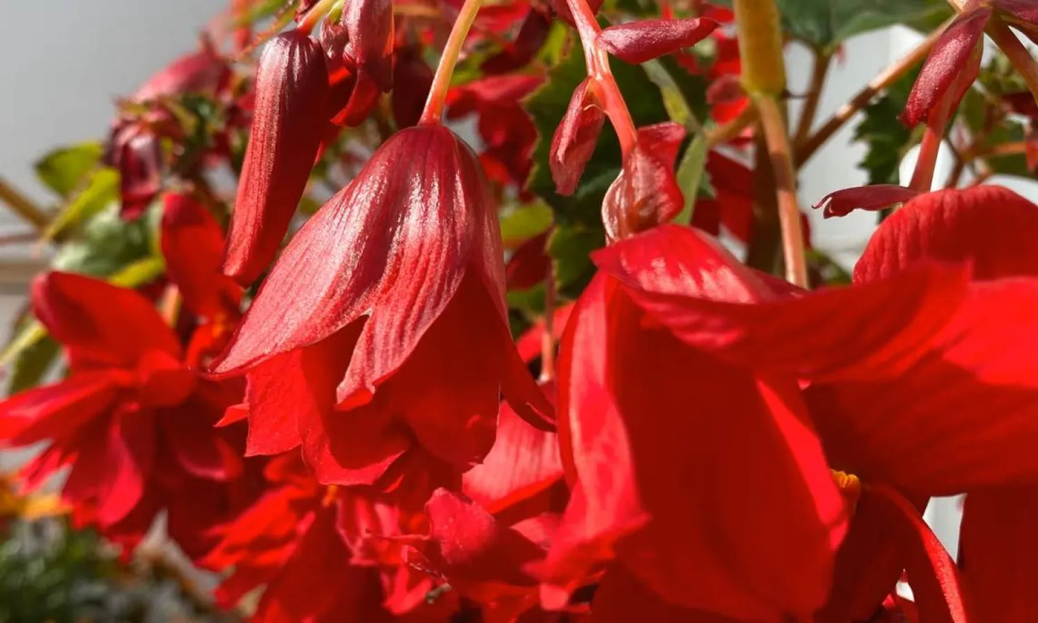 زهرة البيغونيا الوردية المتوهجة (آلان جنكينز)