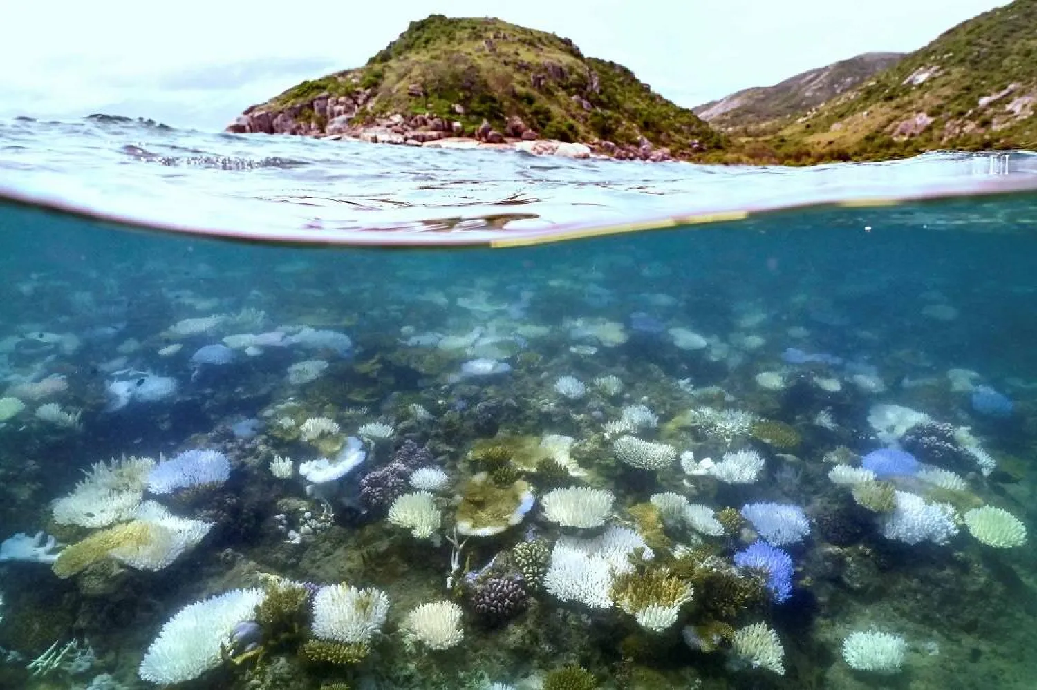 This underwater photo taken on April 5, 2024, shows bleached and dead coral around Lizard Island on the Great Barrier Reef, located 270 kilometers (167 miles) north of the city of Cairns. (AFP)