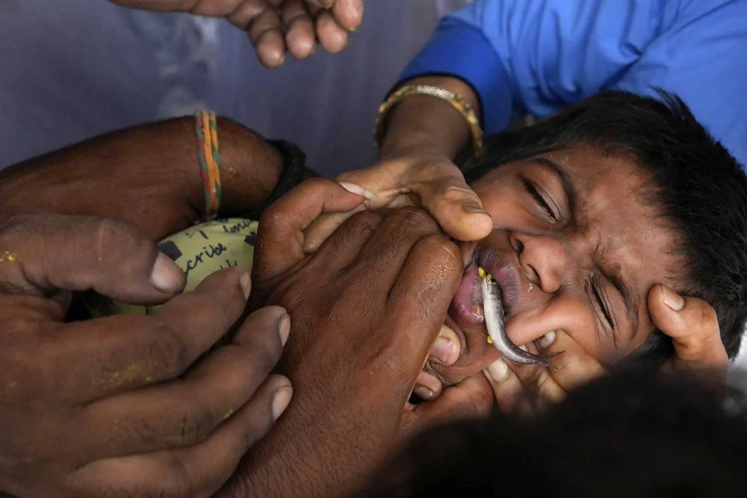 يضطر بعض الآباء لفتح أفواه أطفالهم الذين يحاولون دون جدوى مقاومة ابتلاع السمكة الحية (أ.ب)