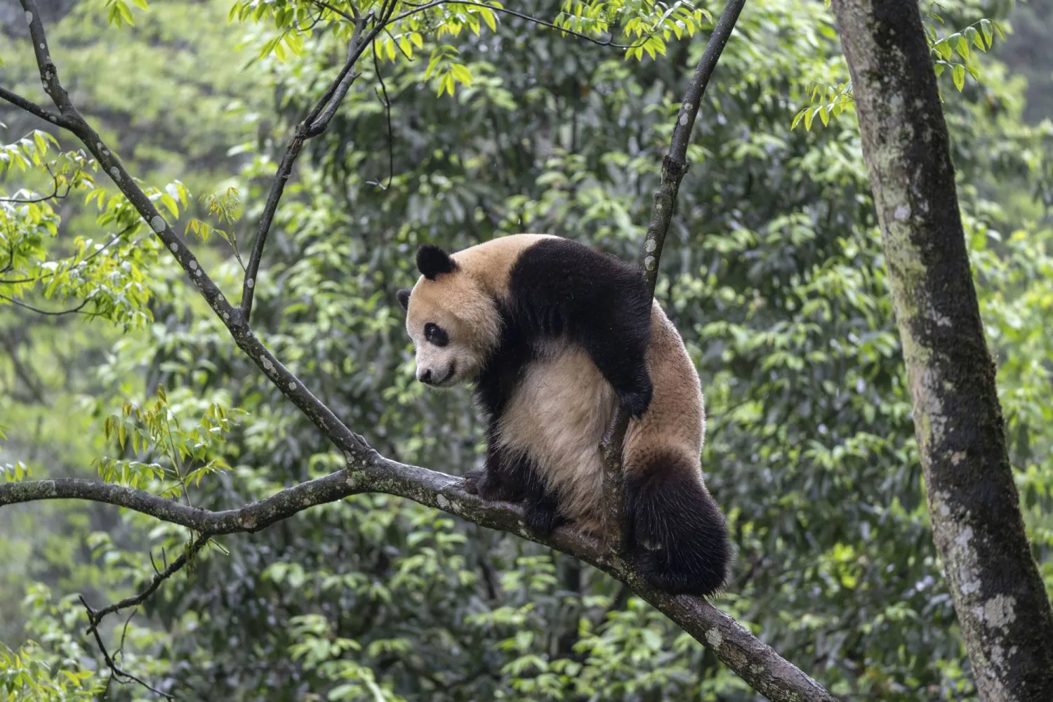 In this photo released by Xinhua News Agency, giant panda Xin Bao is seen on a tree at the Bifengxia Panda Base of the China Conservation and Research Center for the Giant Panda in Yanan, southwest China's Sichuan Province on April 18, 2024. (Xue Chen/Xinhua via AP)
