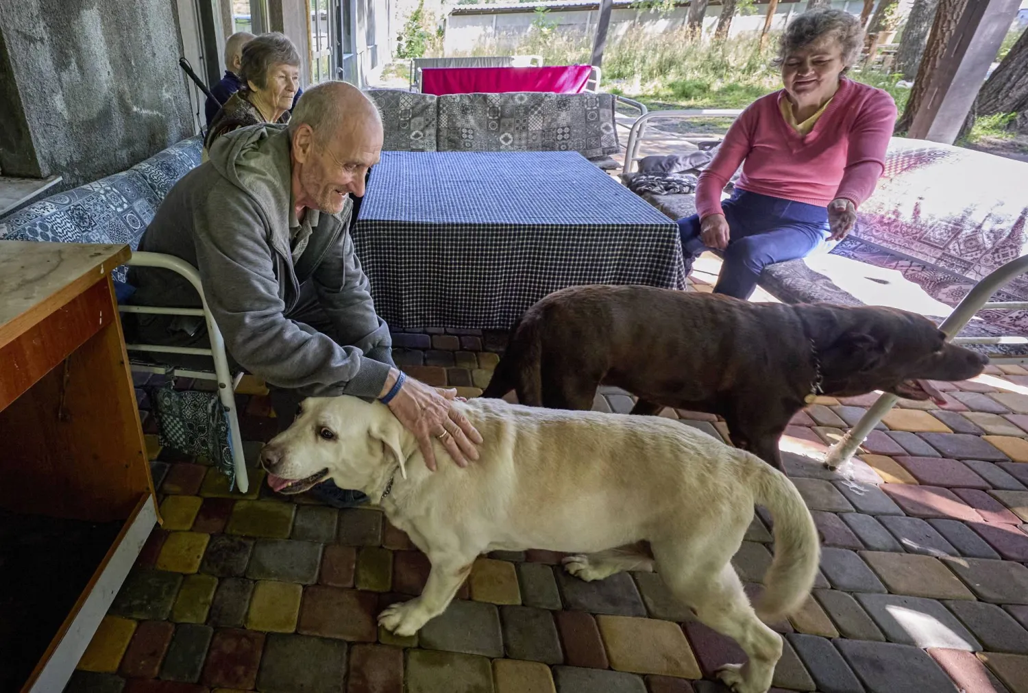 أكثر من نصف الشهادات في دراسة حديثة أظهرت أن الحيوانات المستخدمة في الأفلام وُضِعَت في حالة من الخوف أو الضيق