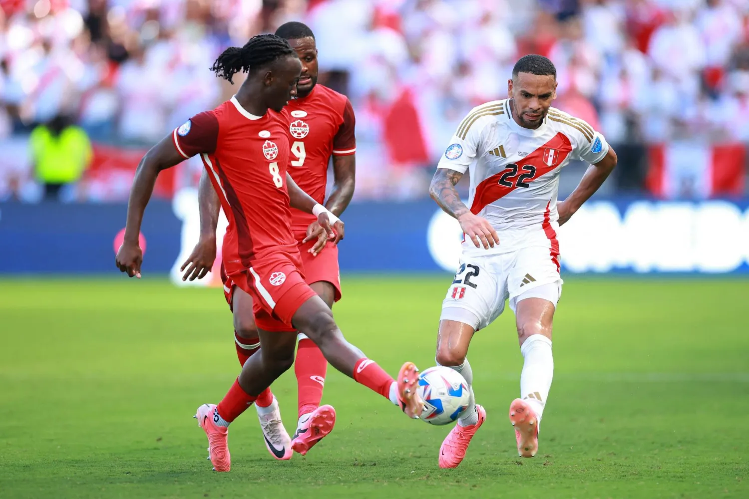 سيكون كوني التدعيم الأوّل لتشكيلة المدرب الإيطالي روبرتو دي تزيربي (أ.ف.ب)