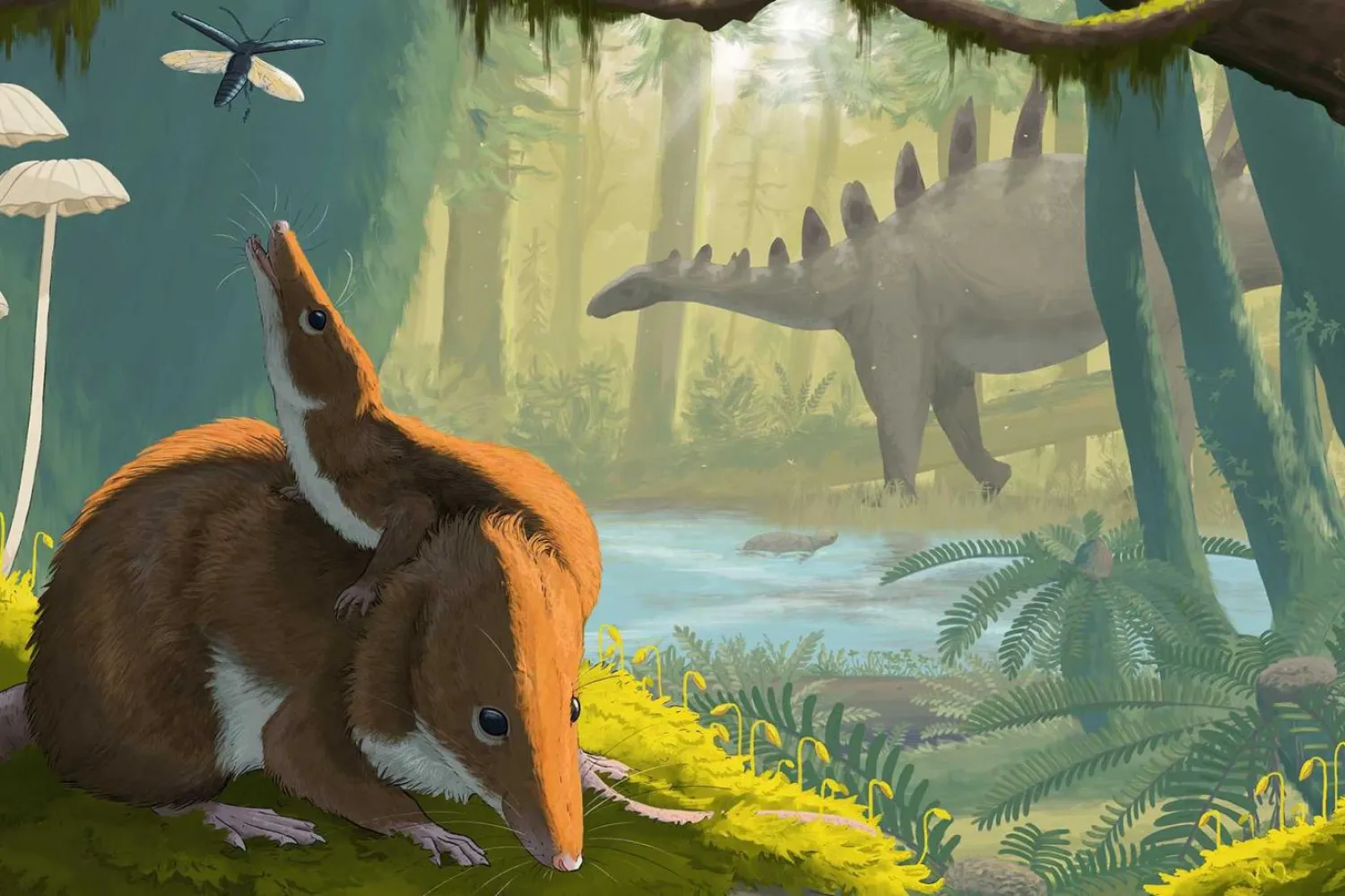 Krusatodon kirtlingtonesis, Orta Jura Dönemi'nde dinozorlarla birlikte yaşıyordu (Maija Karala/İskoçya Ulusal Müzesi)