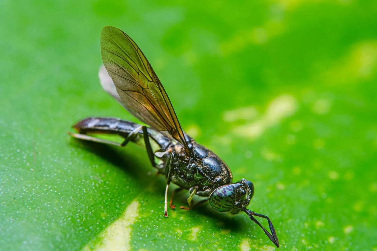 Siyah asker sinekleri, Antarktika dışındaki bütün kıtalarda yaşıyor (Unsplash)