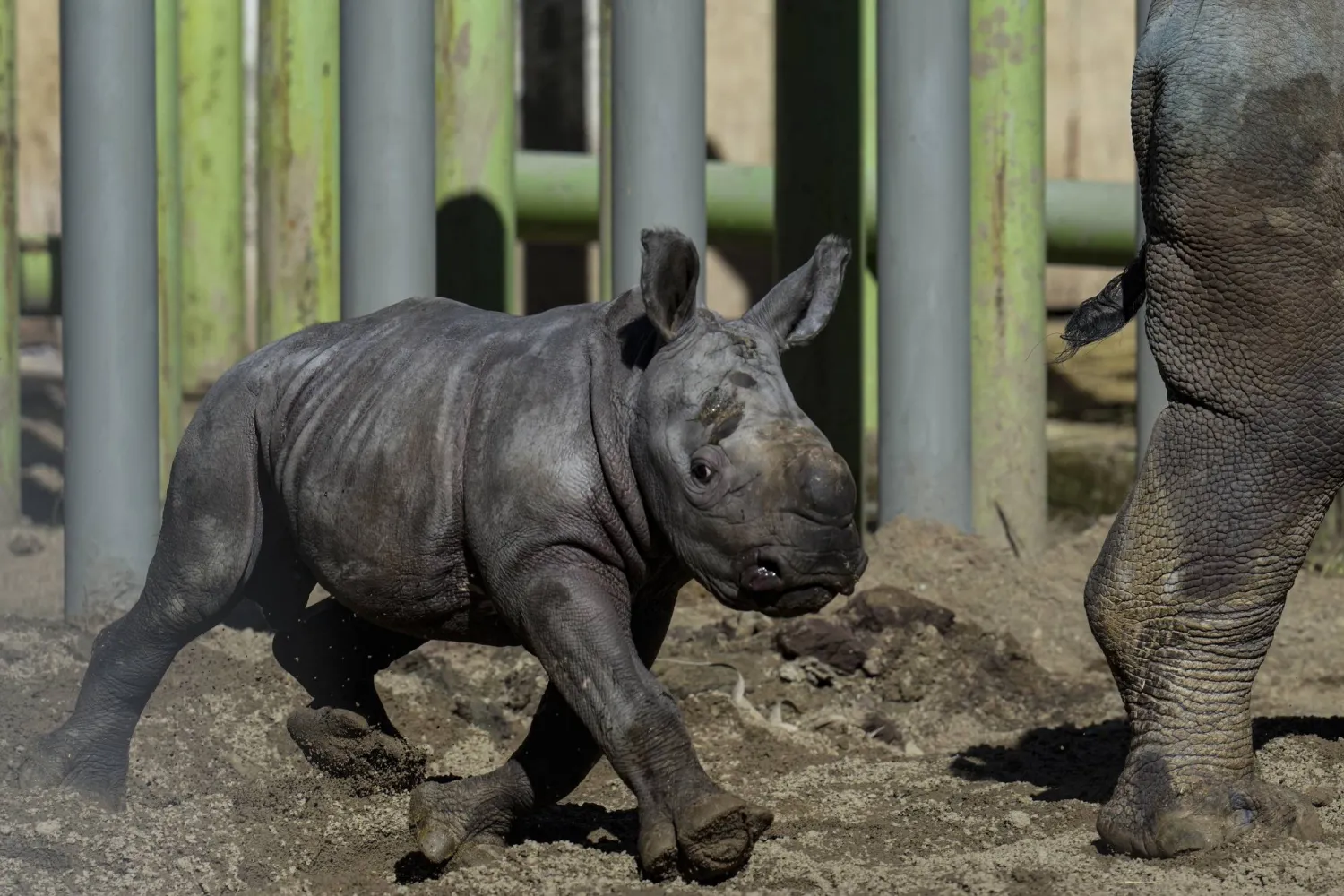 Silverio, a twelve-day-old white rhino, runs next to his mother Hannah during his presentation at the Buin Zoo in Santiago, Chile, Tuesday, July 2, 2024. (AP Photo/Esteban Felix)