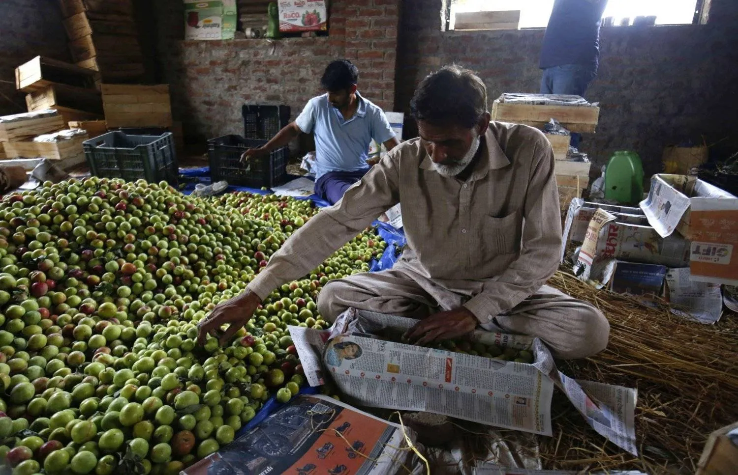 Kashmiri farmers assemble freshly harvested plums to pack the fruit for export, at an orchard on the outskirts of Srinagar, India (EPA)