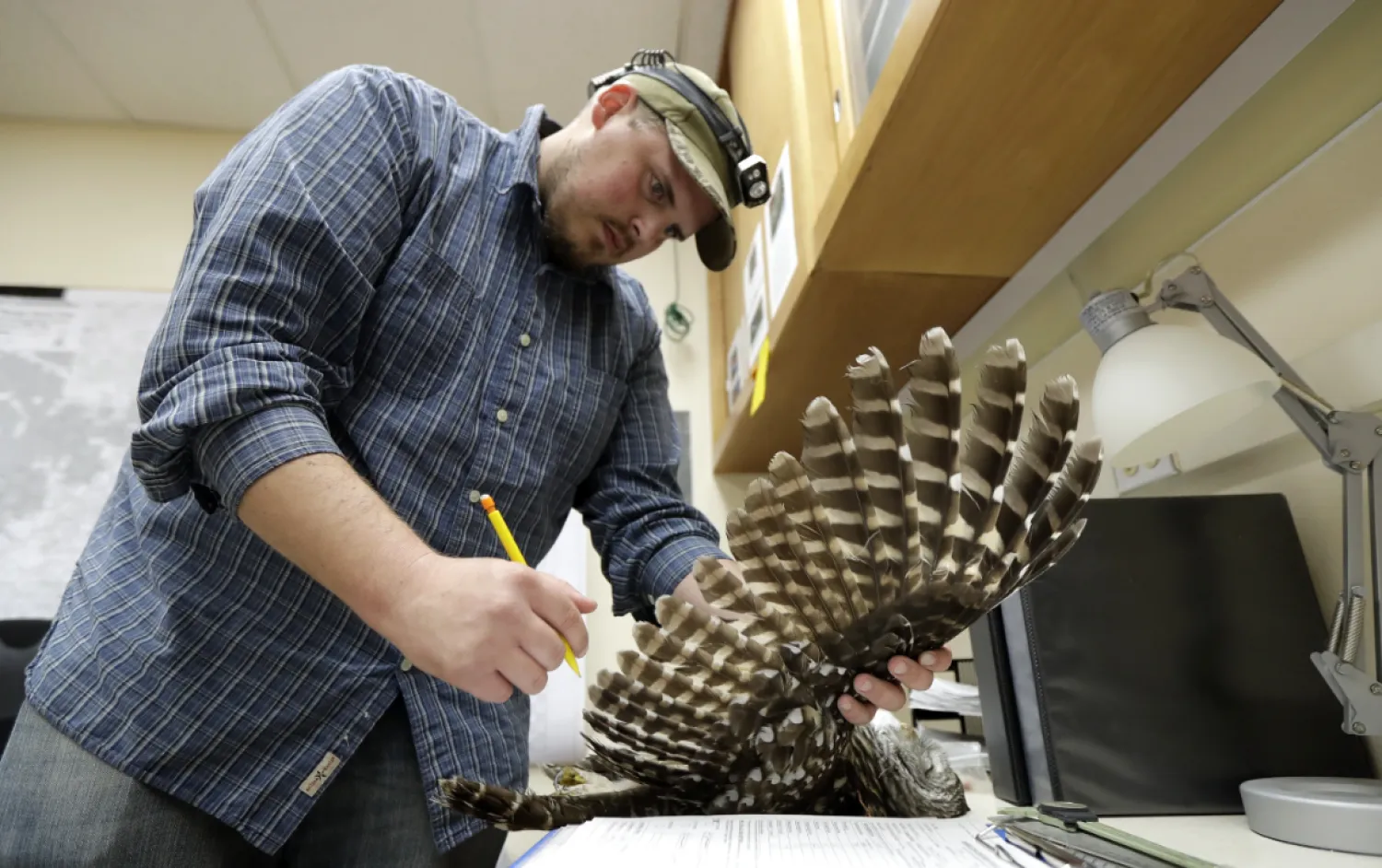 California spotted owls were proposed for federal protections last year. A decision is pending. - The AP