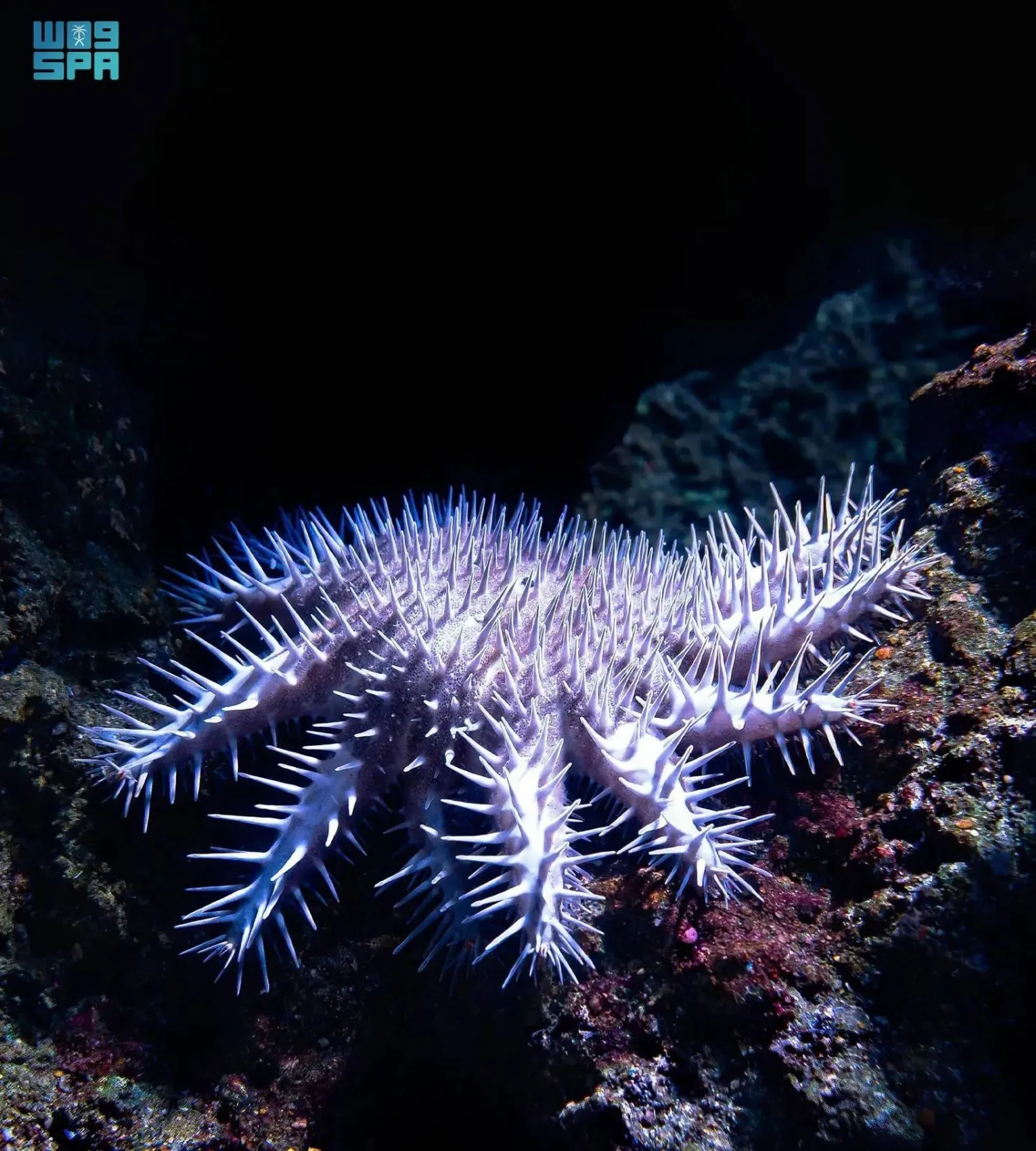 Saudi National Center for Wildlife Development to Assess Crown-of-Thorns Starfish Outbreak